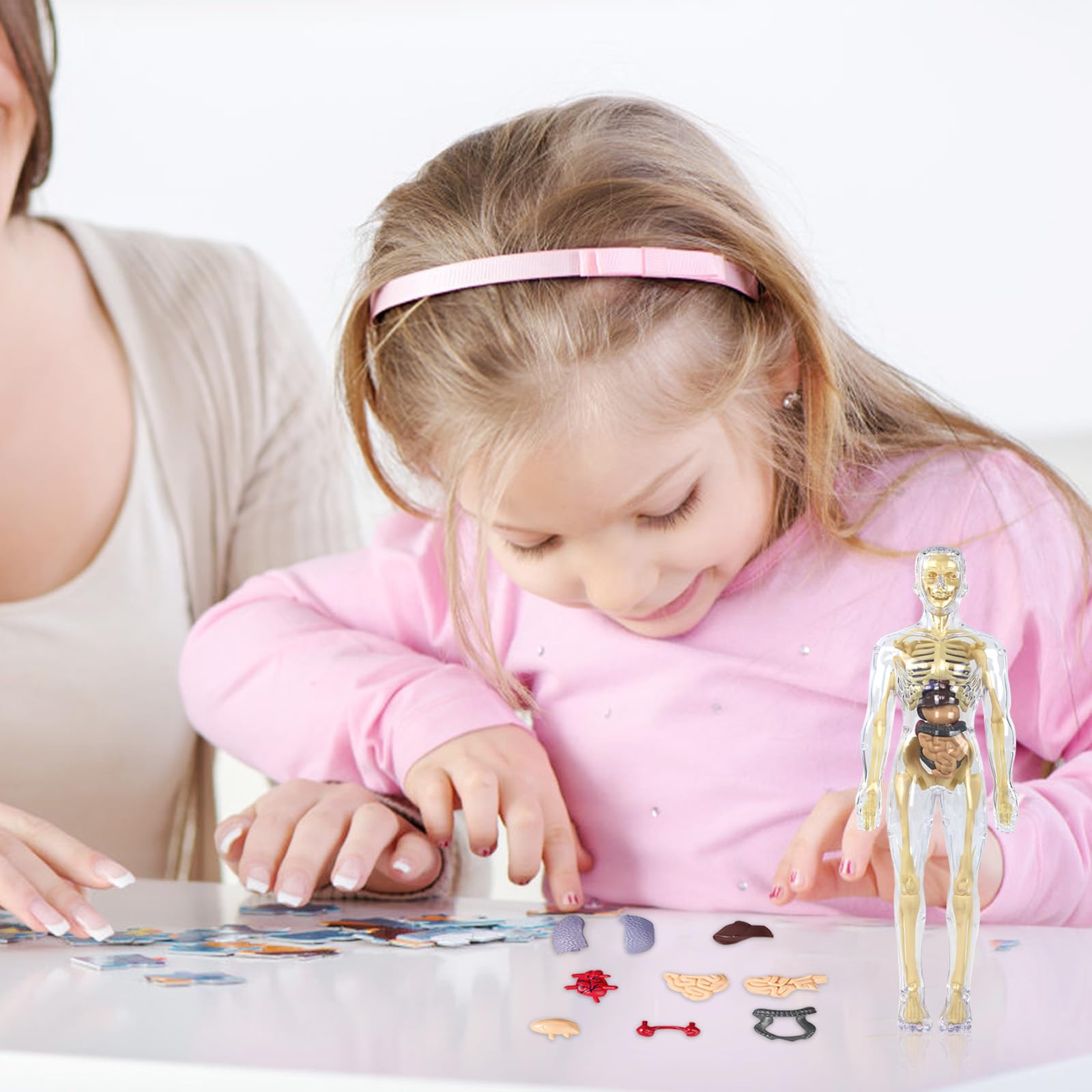 Anatomiczny model tułowia 3D, szkielet ludzkiego ciała, model edukacyjny dla dzieci, przedszkolna