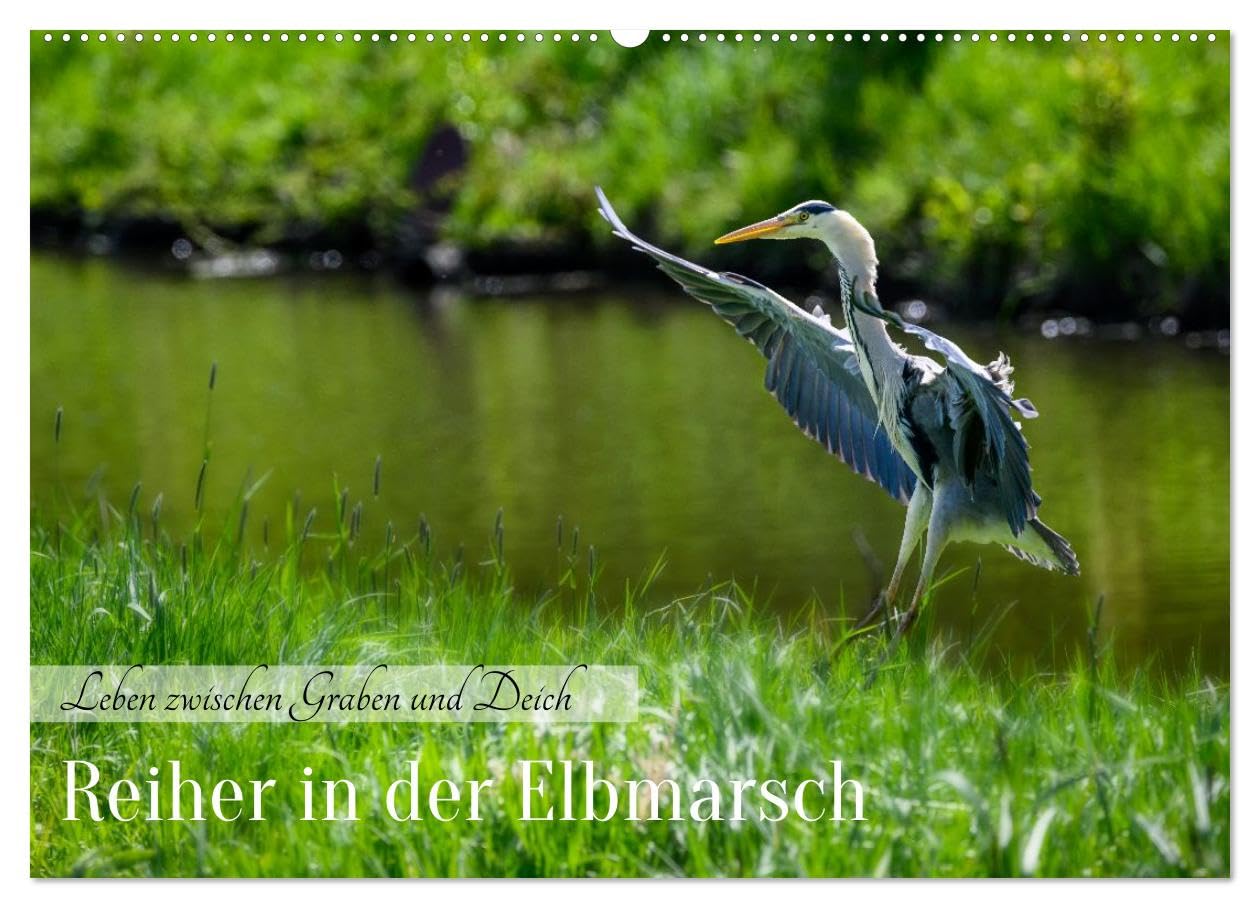 CALVENDO · Reiher in der Elbmarsch (Kalender 2027) | DIN A2 Querformat · Wandkalender · Naturparadies Elbmarsch