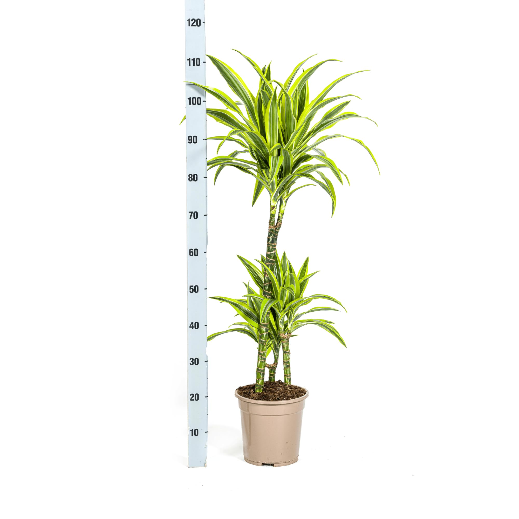 Drachenbaum Dracaena Deremensis Lemon Lime – Zimmerpflanze – Ø21cm – 90-110cm hoch – Schlanke grüne Blätter mit hellgrünem Rand