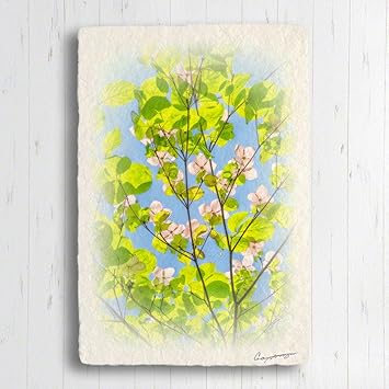 Amazon Co Jp 和紙 ポストカード 春 花 木 緑 インテリア おしゃれ パネル 青空とヤマボウシの白い花と若葉 絵 絵画 ポスター 玄関 インテリア おしゃれ 風景 画 壁 掛け 和 モダン 和風 癒し ホーム キッチン