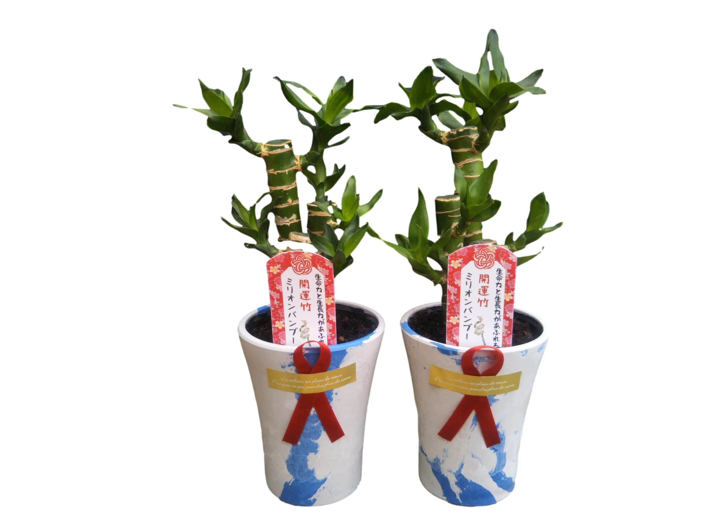 Amazon｜幸せを呼ぶミニ観葉植物【ミリオンバンブー『開運竹