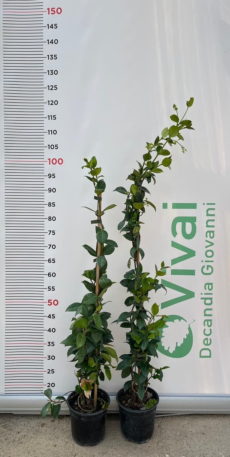 N.10 PIANTA DI RINCOSPERMUM FALSO GELSOMINO H 100/110 cm VASO 15 CM