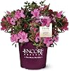 Azalea Encore Autumn Sangria, 2 Gallon