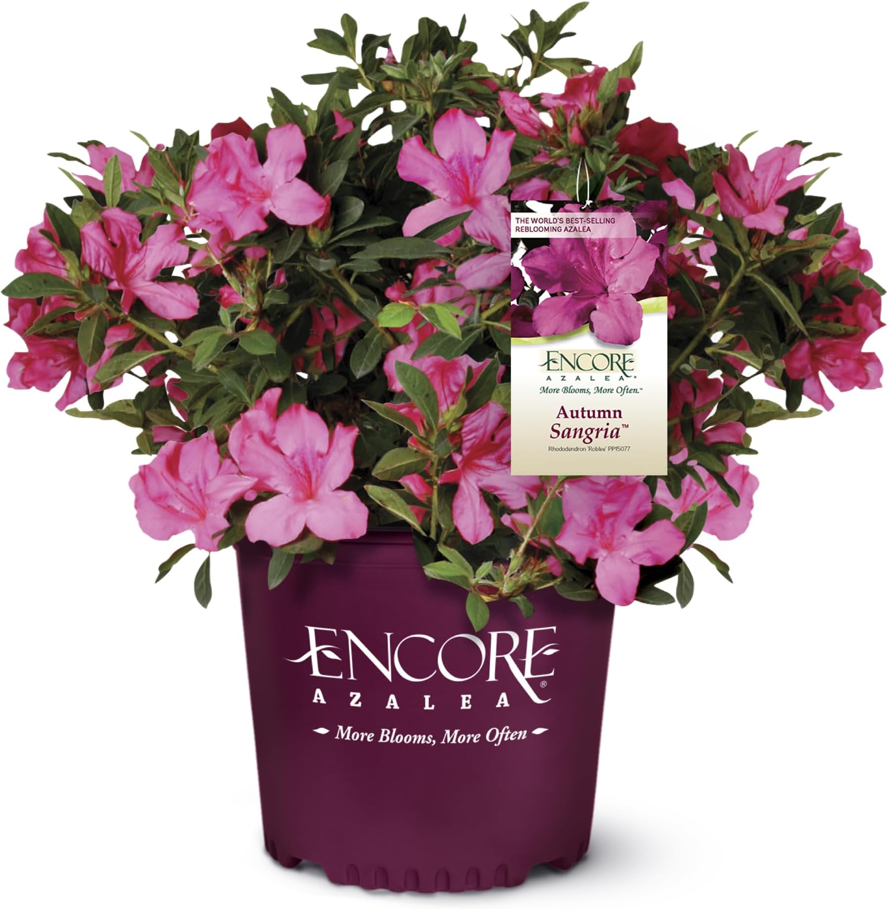 Encore Azalea 3 Gal. Autumn Sangria Azalea Shrub