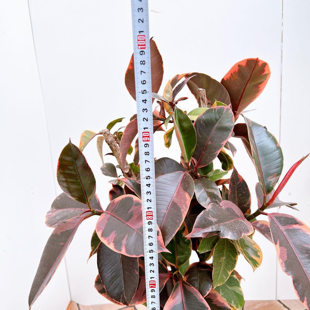 送料1500円】フィカス E ルビー(KDE) 7号2入り｜豊明卸問屋ドット