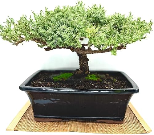 Miniatura 8 de Árbol de enebro enano bonsái vivo de 7 años con soporte de bambú hecho a mano Árbol de enebro o jade bonsái Interior/Exterior 100% hecho a