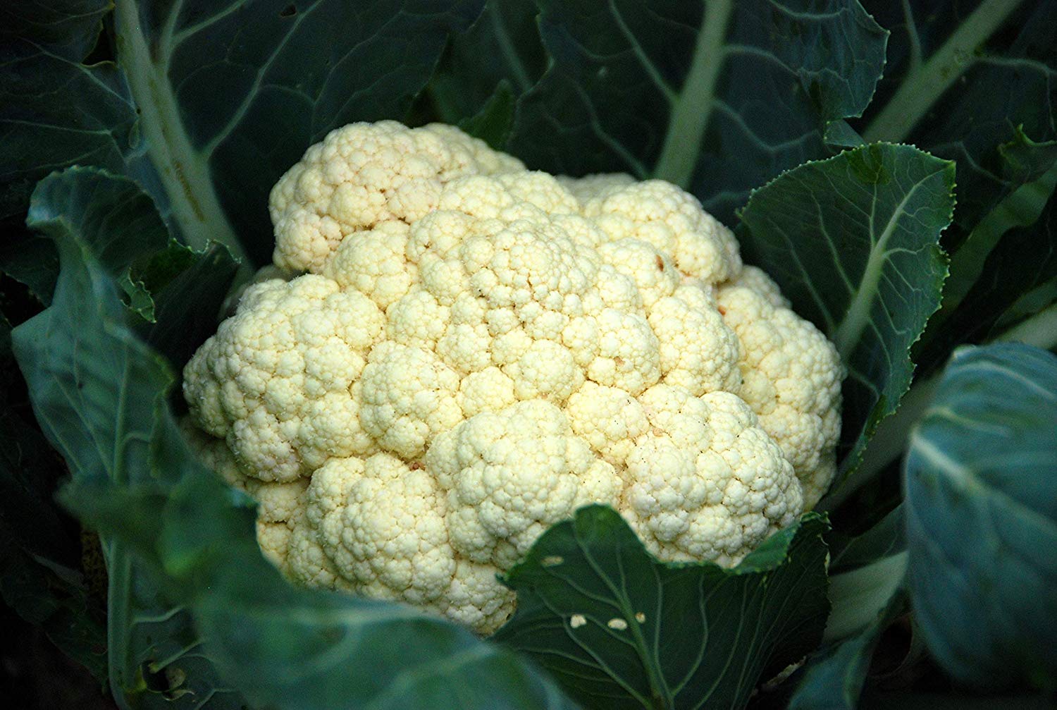 Golden Hills Farm® (AVG 500-2000) seeds Cauliflower Seeds F1 Hybrid Early Variety (B08644FRYR) Amazon Price History, Amazon Price Tracker