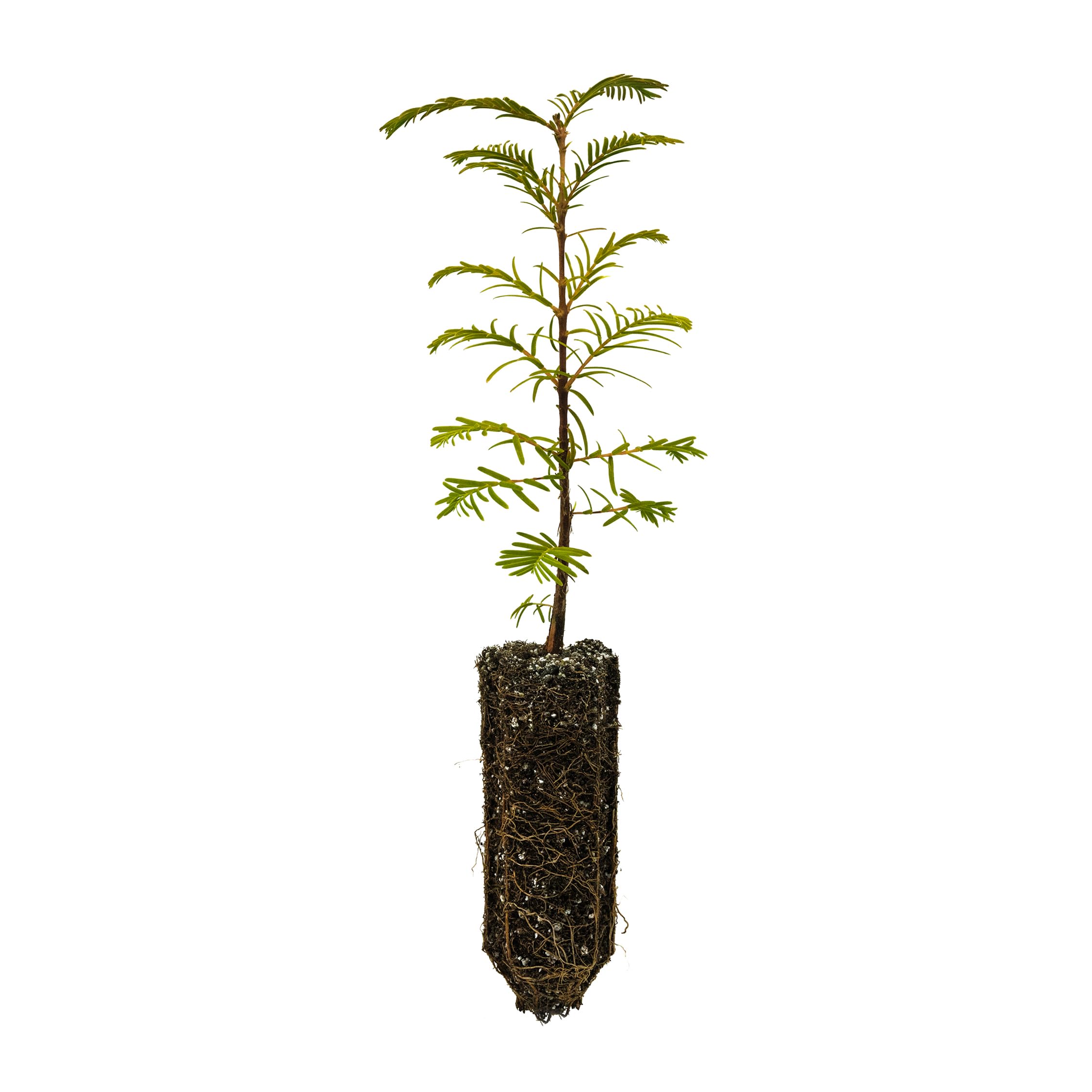 Dawn Redwood | Medium Tree Seedling | The Jonsteen Company