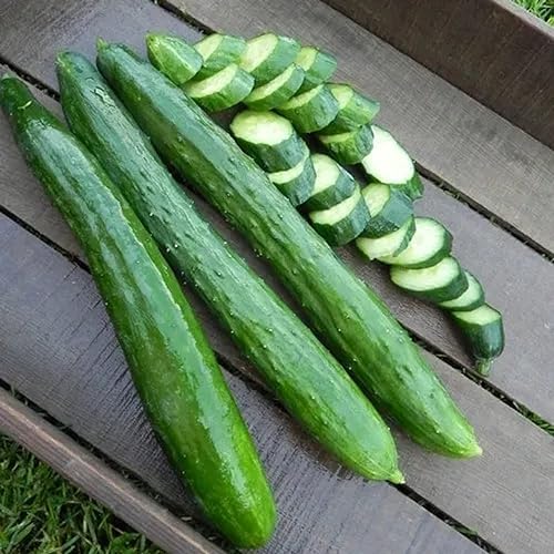 Miniatura 5 de CHUXAY GARDEN Shintokiwa Semilla de pepino japonés, 50 semillas de verduras orgánicas sin OMG, fáciles de cultivar