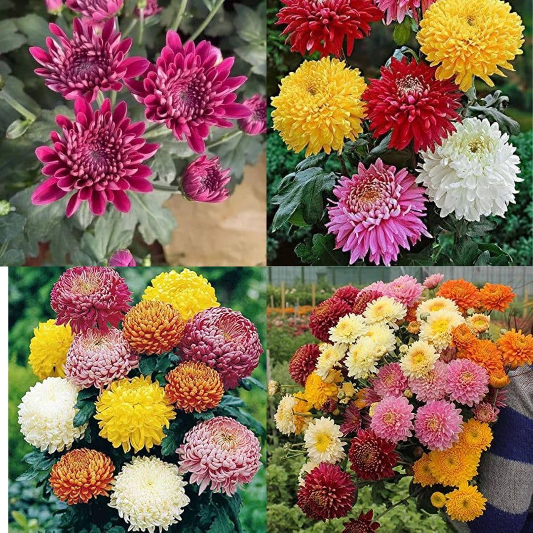 Sevanthi flower seeds beez Shevanti mixed all color chrysanthemum hybrid guldaudi seeds pack of 30