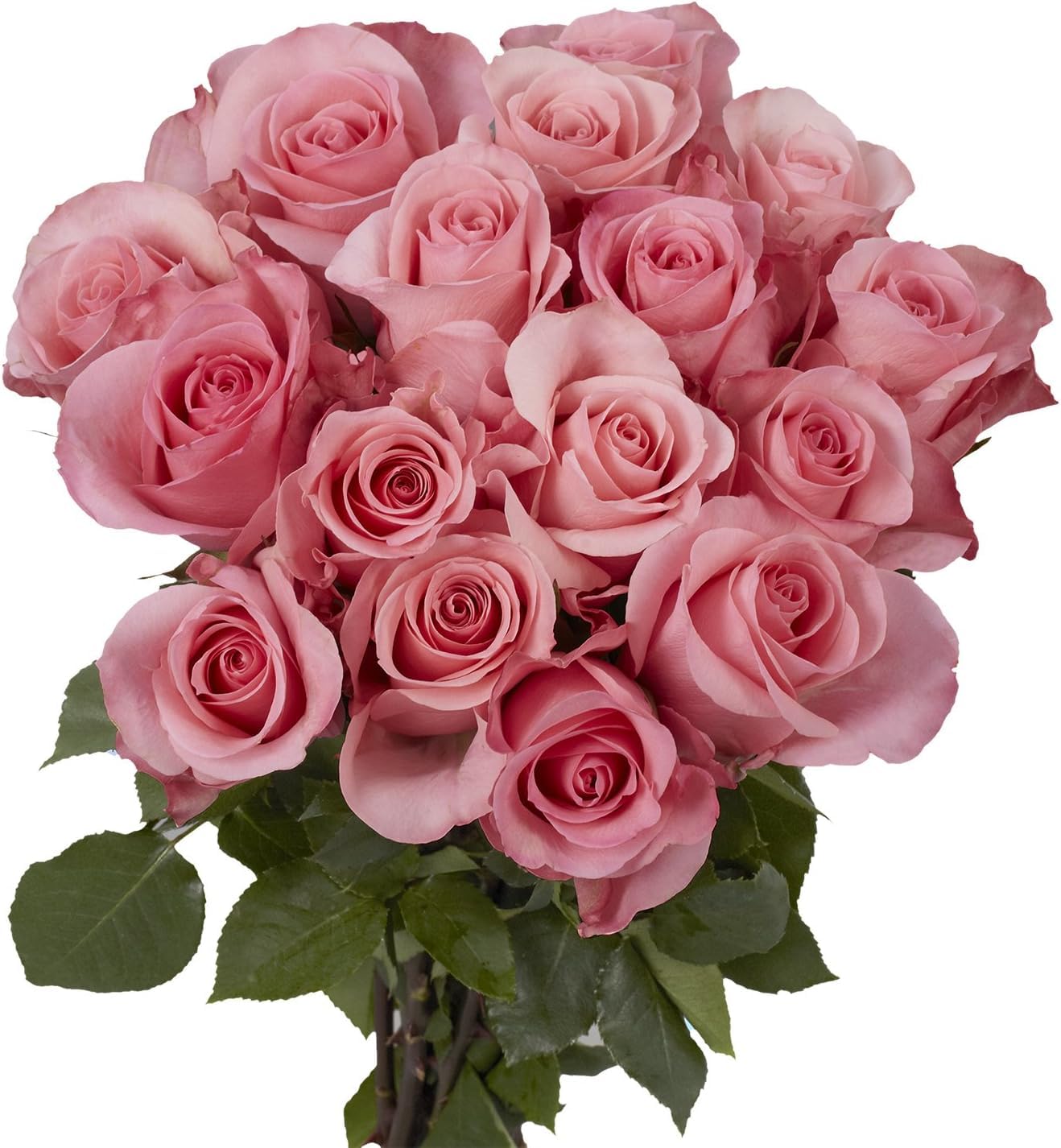 Ramo de Rosas Naturales Flores Frescas Color Rosa Claro Ramo con 25 Flores de Temporada