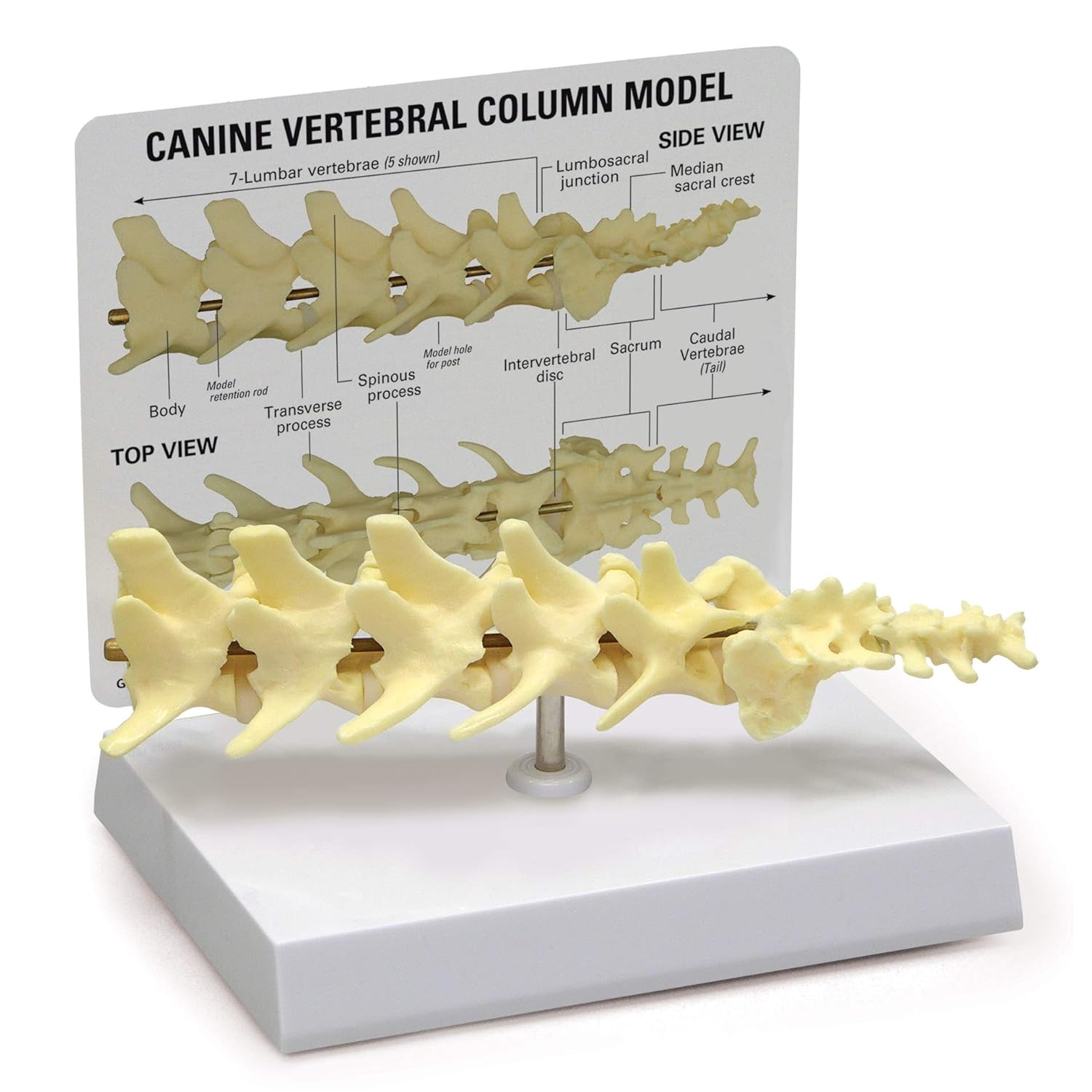GPI Anatomicals Canine Vertebral Column Model, Spine