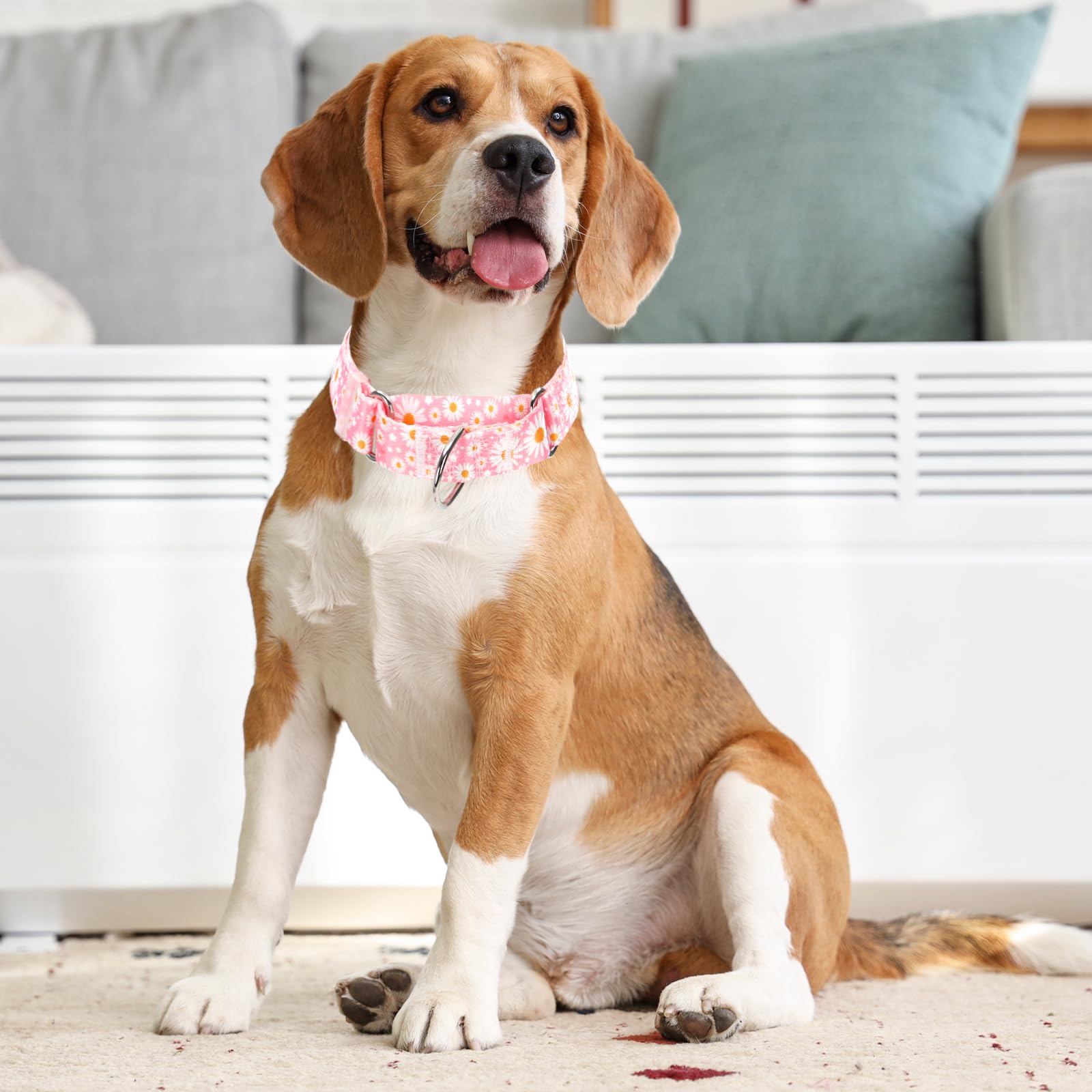 Martingale Collar for Dogs Medium Large, Girl Dog Collars with Adjustable Soft Nylon and Special Pink Daisy Floral Design, Training No Slip Dog Collar (M)
