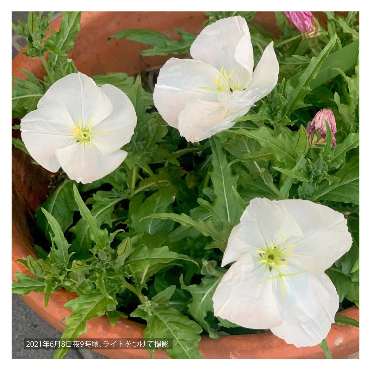 Amazon.co.jp: 本月見草（夜咲き・白）9cmポット 2苗 : DIY・工具