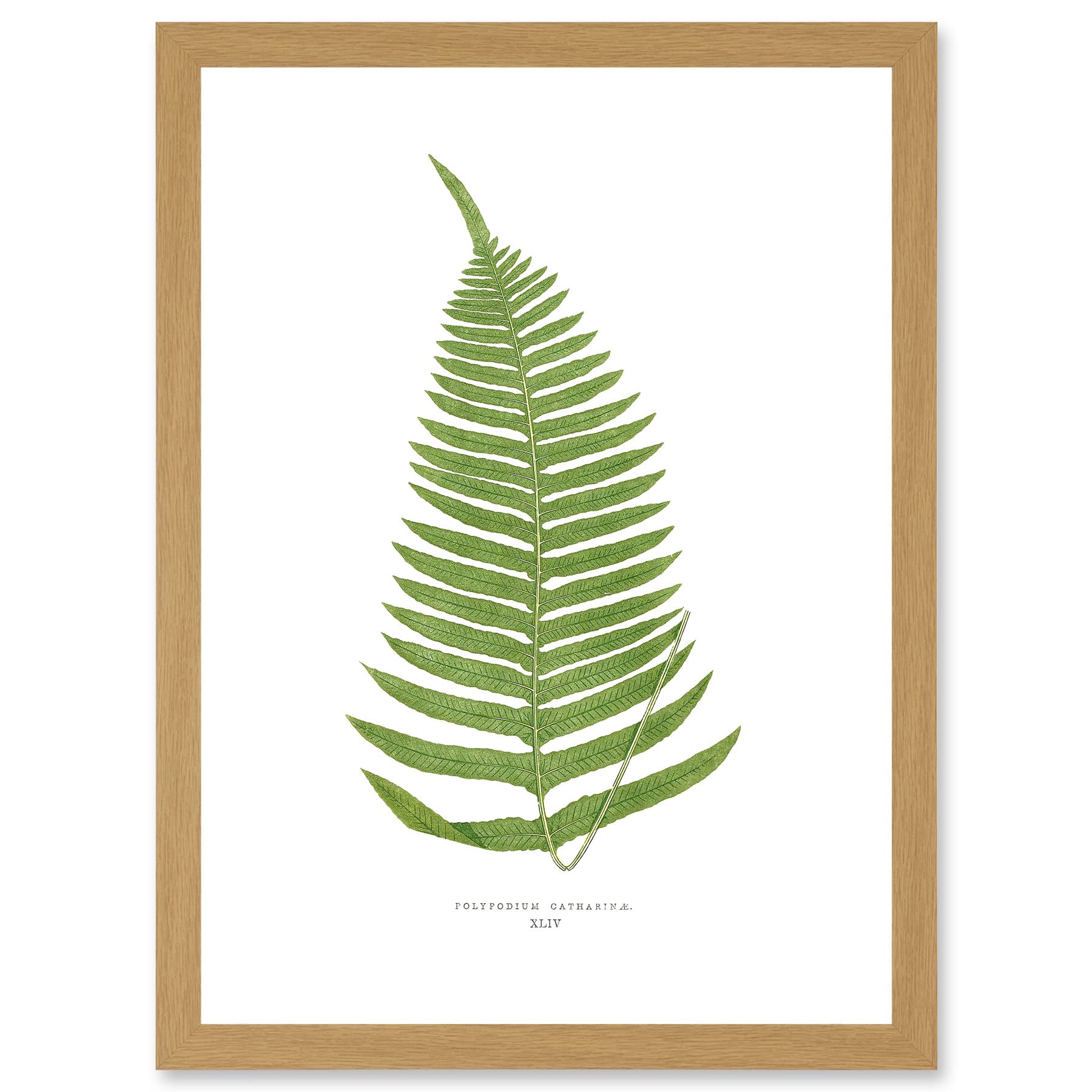Wee Blue Coo Fern Polypodium Catharinae Nature Plant Life Botanical Artwork Framed Wall Art Print A4