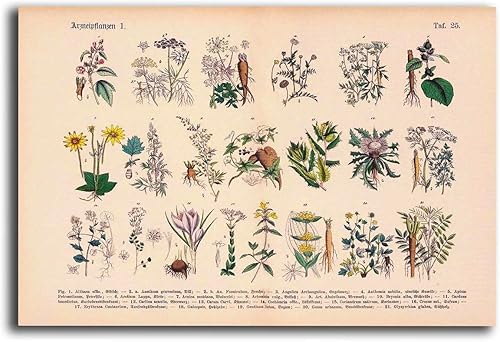 Póster en lienzo con imágenes de plantas medicinales vintage, impresión de plantas medicinales, póster de plantas medicinales, ilustración botánica,