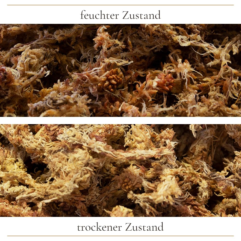 Sphagnum Moos 5Kg, ca. 400L – Premium Orchideenmoos & Pflanzensubstrat | Stark wasserspeichernd, Torfmoos, Für Orchideen, Monstera, Anthurium, Für Stecklinge & Terrarium, Für Zimmerpflanzen