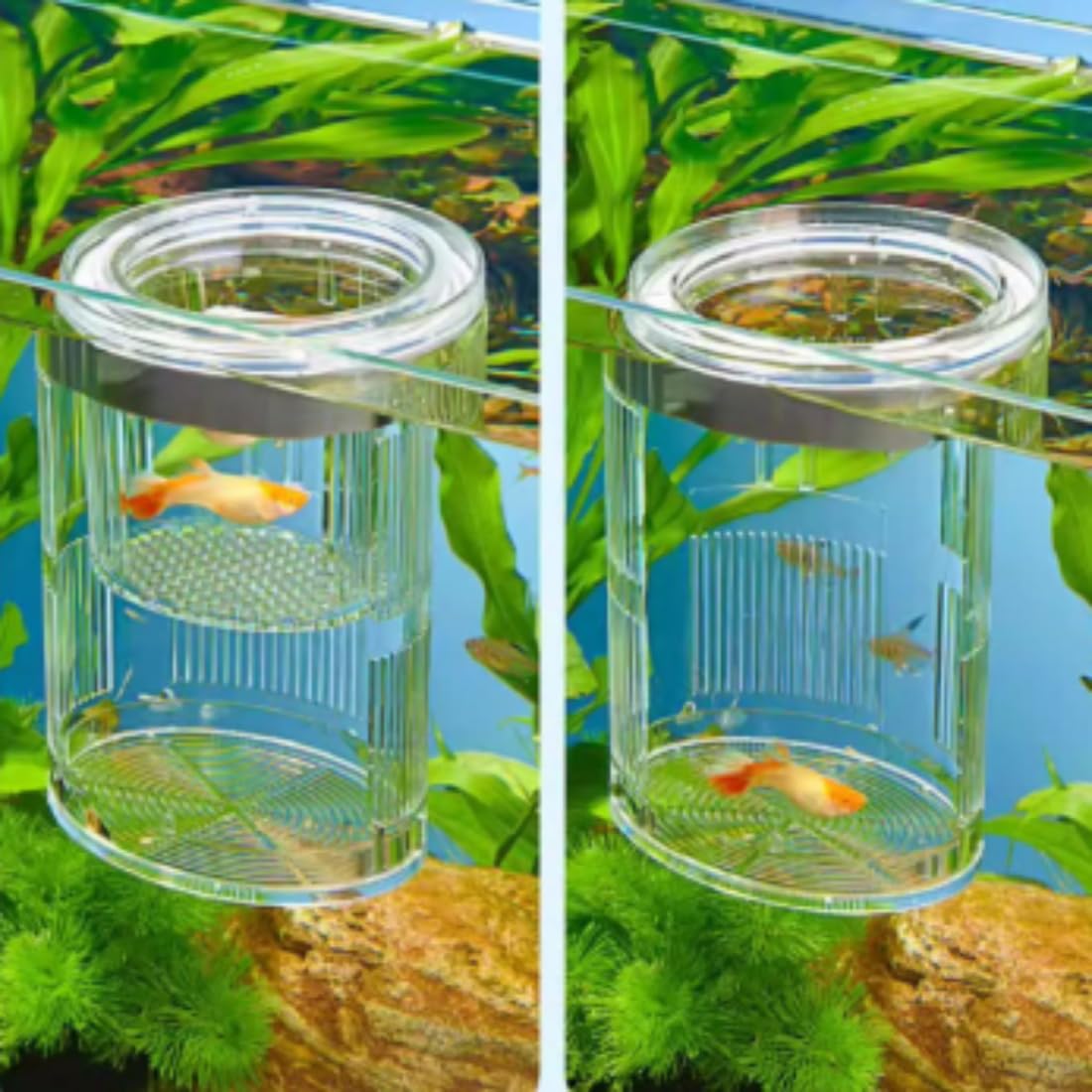 Forme Cylindrique Boîte D'éLevage pour Aquarium, Boîte D'éLevage pour Poissons D'Aquarium, Double Couche, Transparent, Incubateurs avec Ventouses, pour Poissons Agressifs Blessés