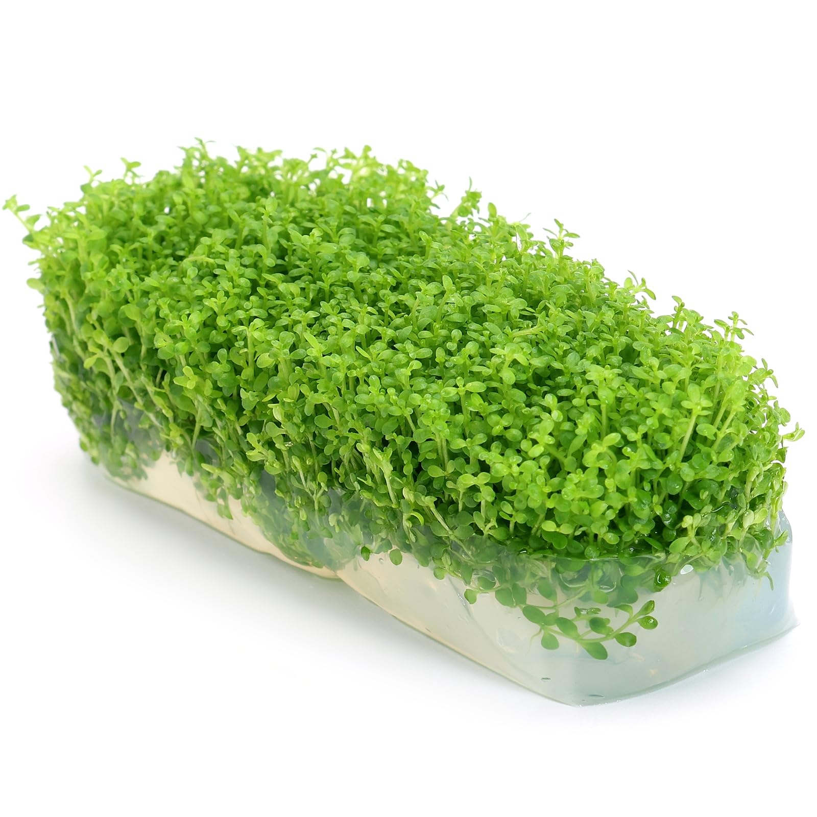 Hemianthus Callitrichoides Cuba Hc in Vitro Live Aquarium Plants Carpet Tropical invitro