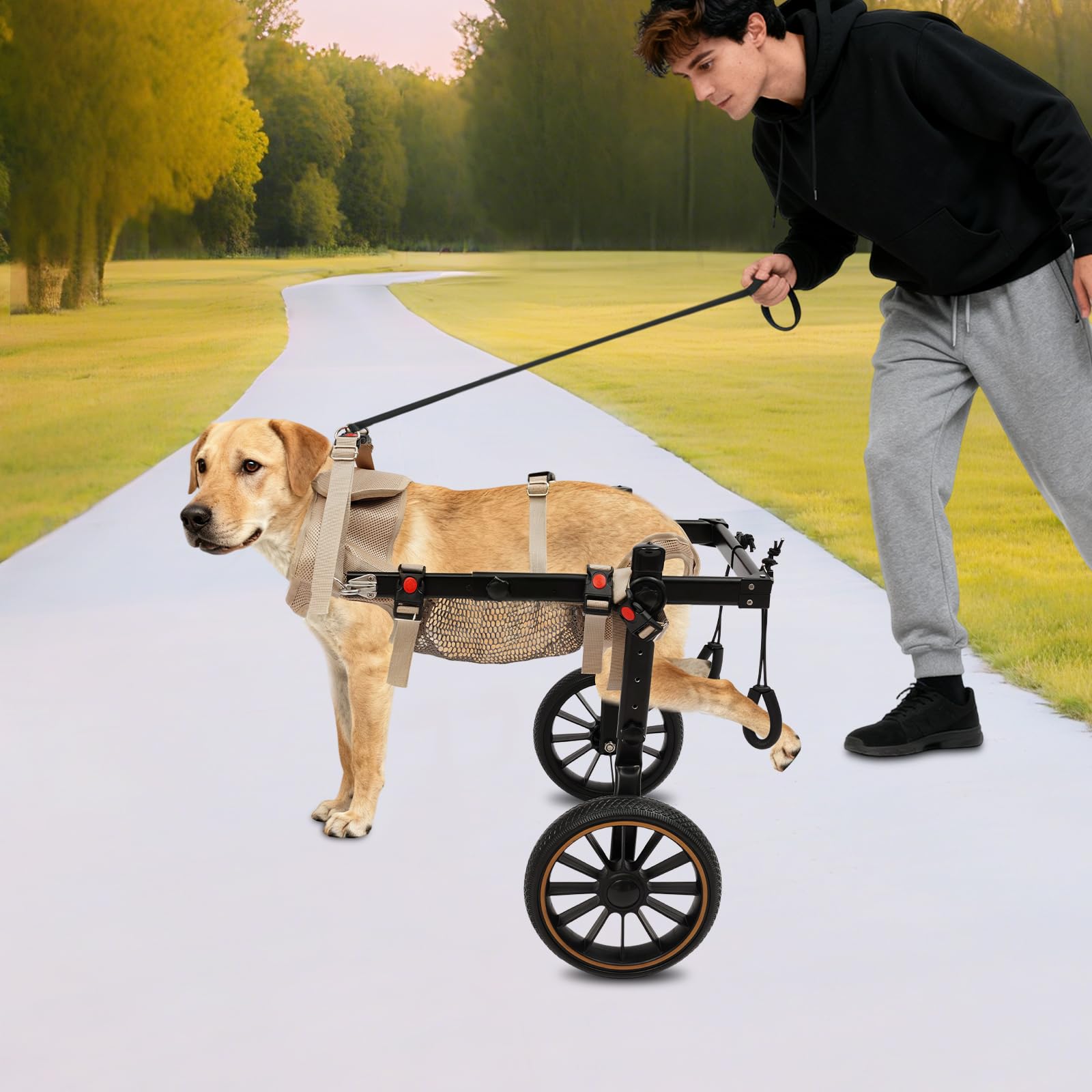 Harnais De Levage Chien Arrière Aide Marche Animaux Handicapés 65Kg, Chariot Rééducation Pattes Arrière Aluminium, Réglable 81-94Cm Fauteuils Roulants Deux Roues Pour Chiens Pattes Arrière