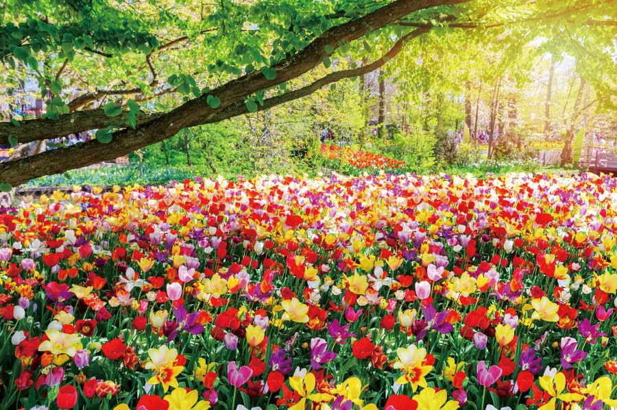 DORCEV 5x3ft Spring Blooming Floral Backdrop Colorful Plant Flowers National Park Photography Background Rustic Nature Scenery Backgrounds for Kids
