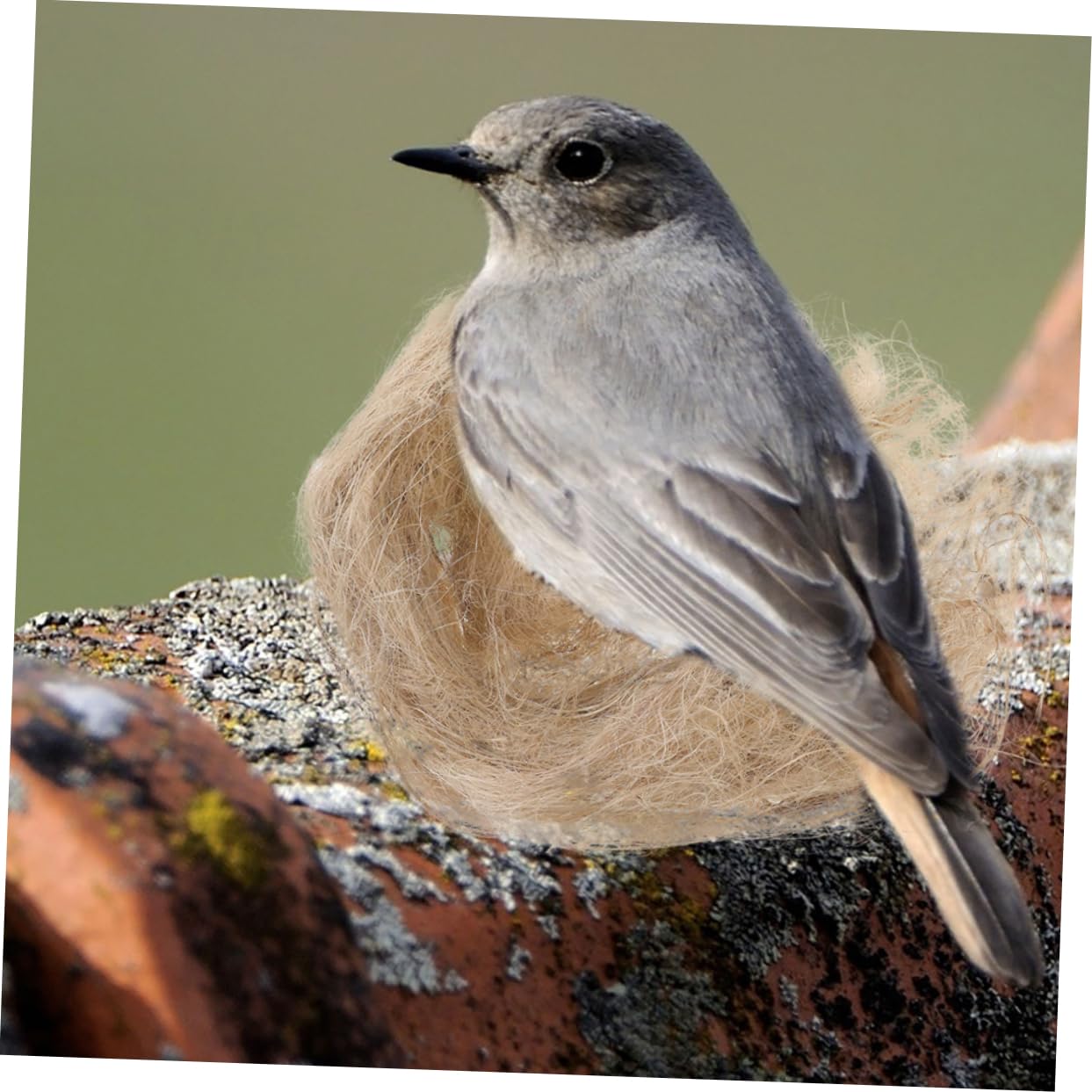 Yardwe 10packungen Natürliche Vogel-nistmaterialien Für Nester Packung Jute Und Für Vögel Und Kleine Tiere Für Wellensittiche Kanarienvögel Und Andere Haustiere
