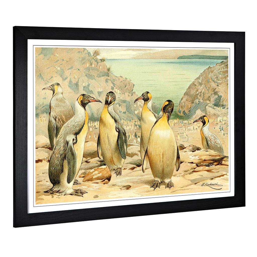 Big Box Art Framed Print of Vintage W Kuhnert Giant Penguins Design | Wall Art Picture | Home Decor for Kitchen, Living Room, Bedroom, Hallway, Black, A2 / 24.5x18 Inch / 62x45cm