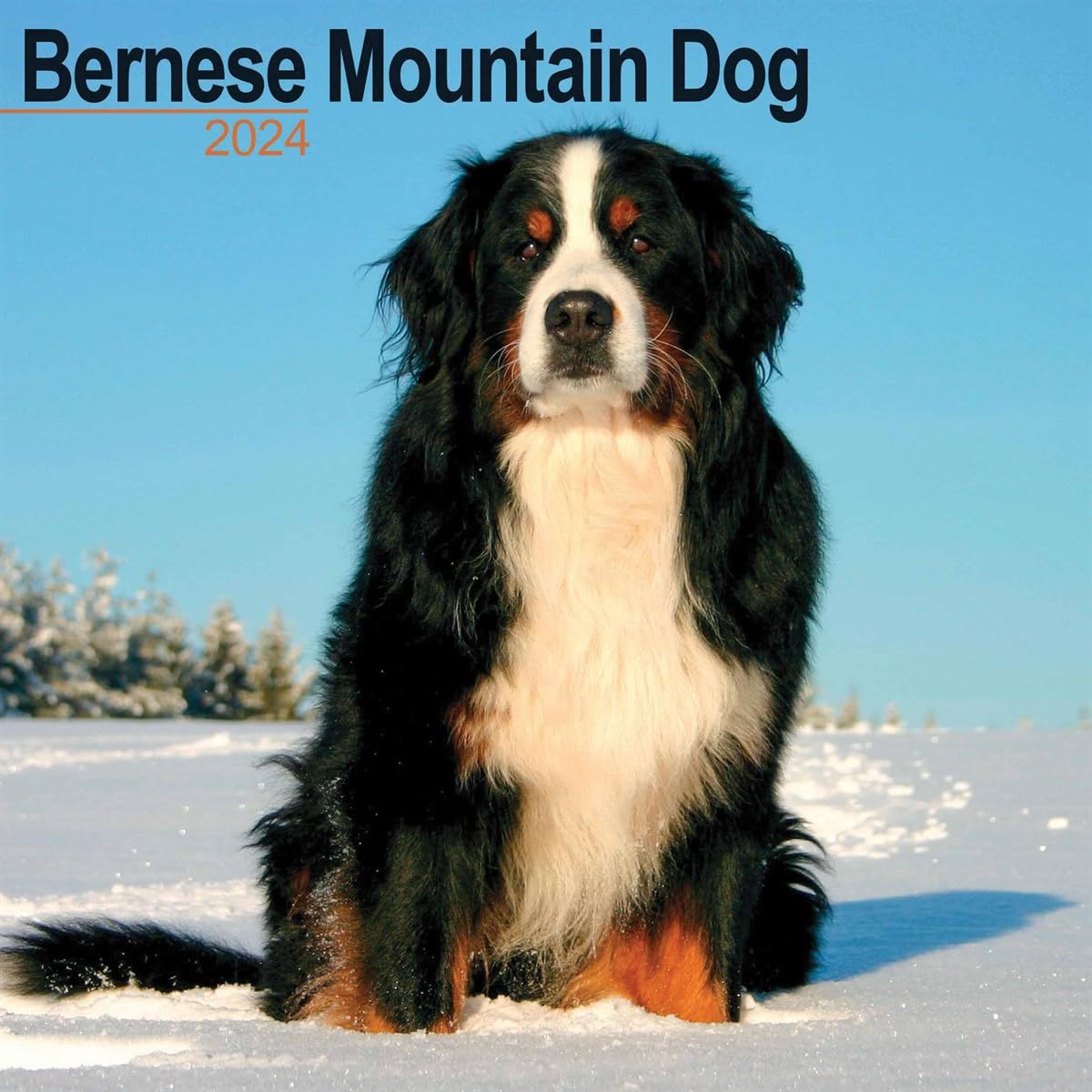 Bernese Mountain Dog Calendar 2024