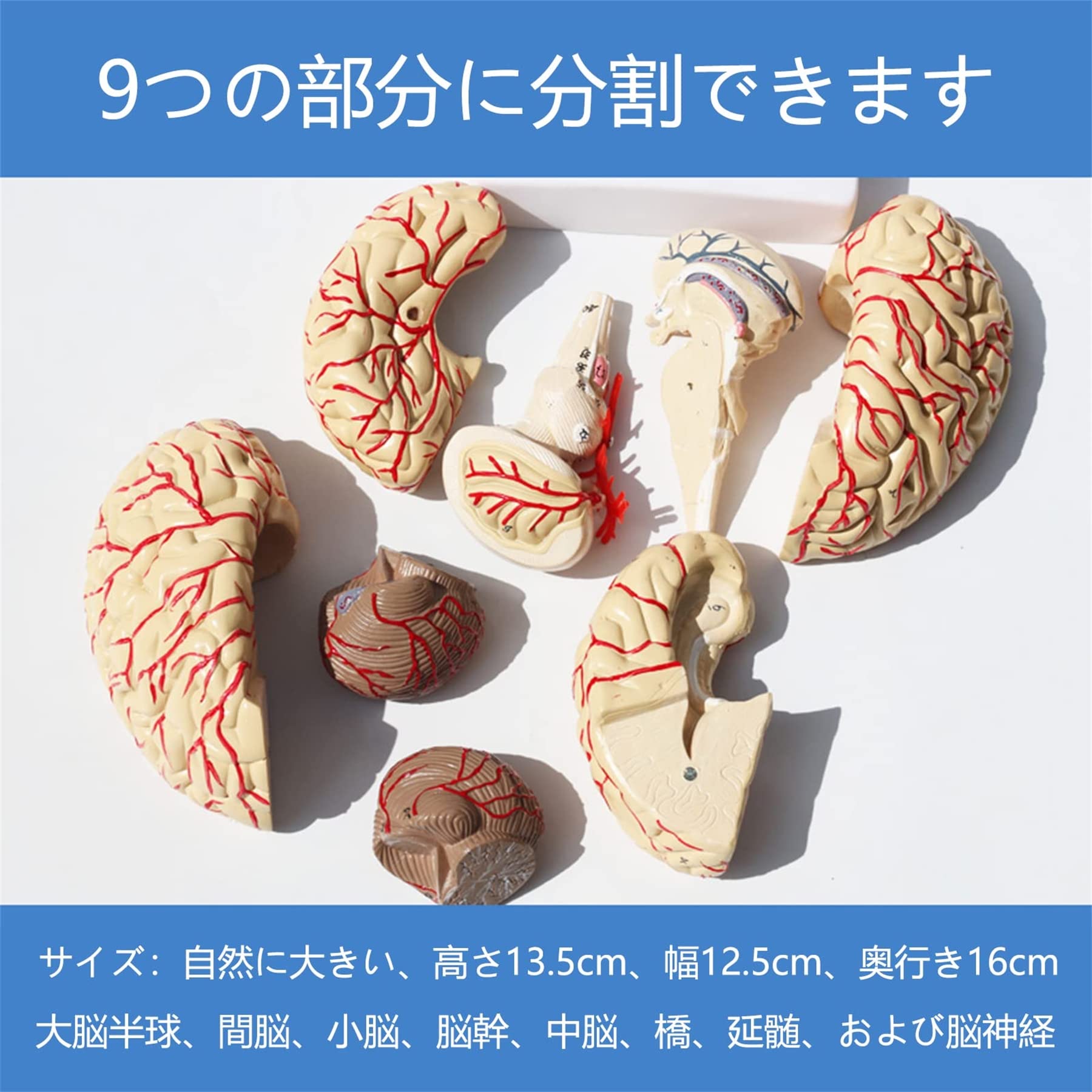 脳血管模型　教育説明用（脳血管模型が必要な人のために） 脳血管模型キット | 株式会社メデタ