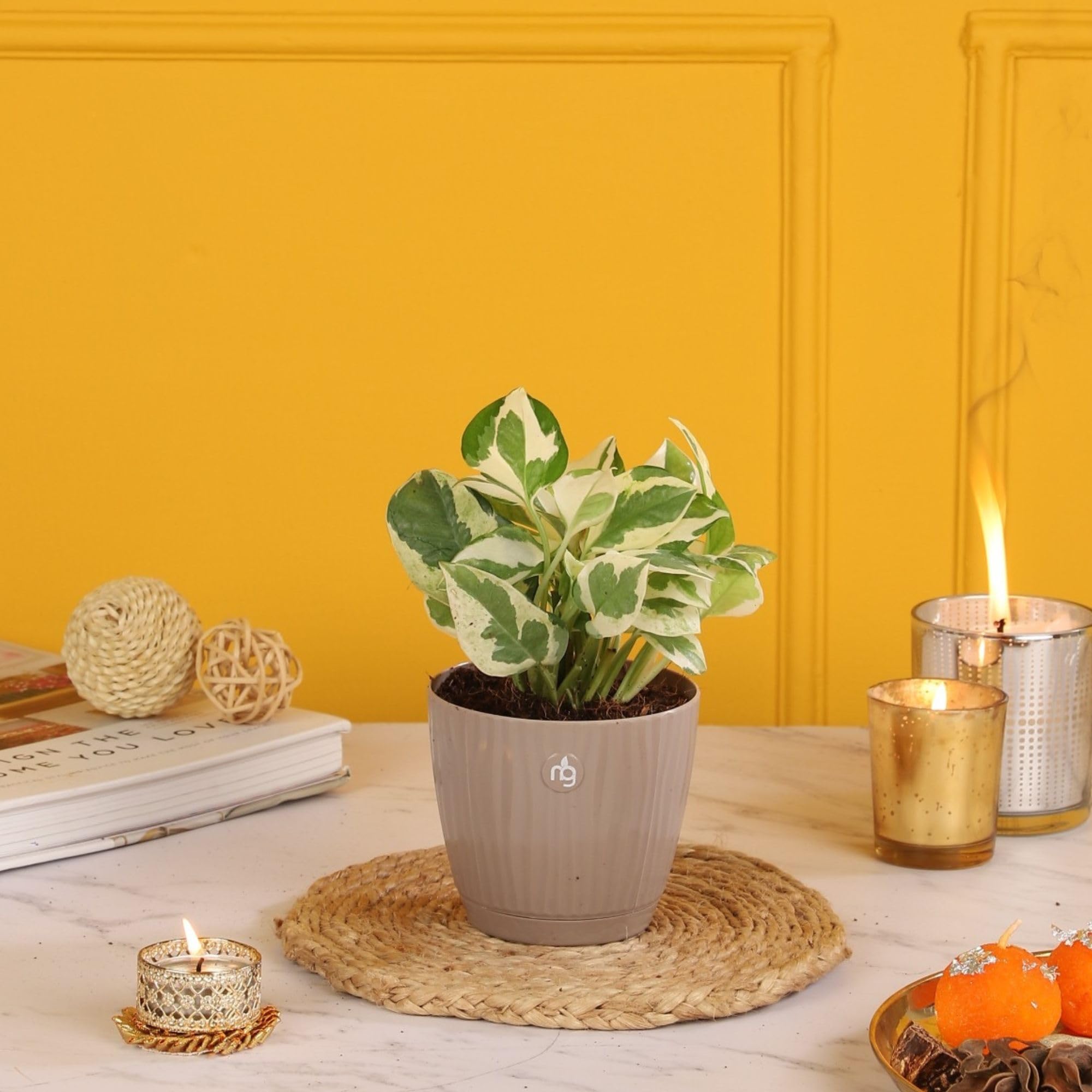 Nurturing Green® Money Plant Njoy in Mocha Self-Watering Pot – 3.7 Inch Wide | Low Maintenance Plants | Indoor Plants for Living Room | Ideal for Home & Office Decore