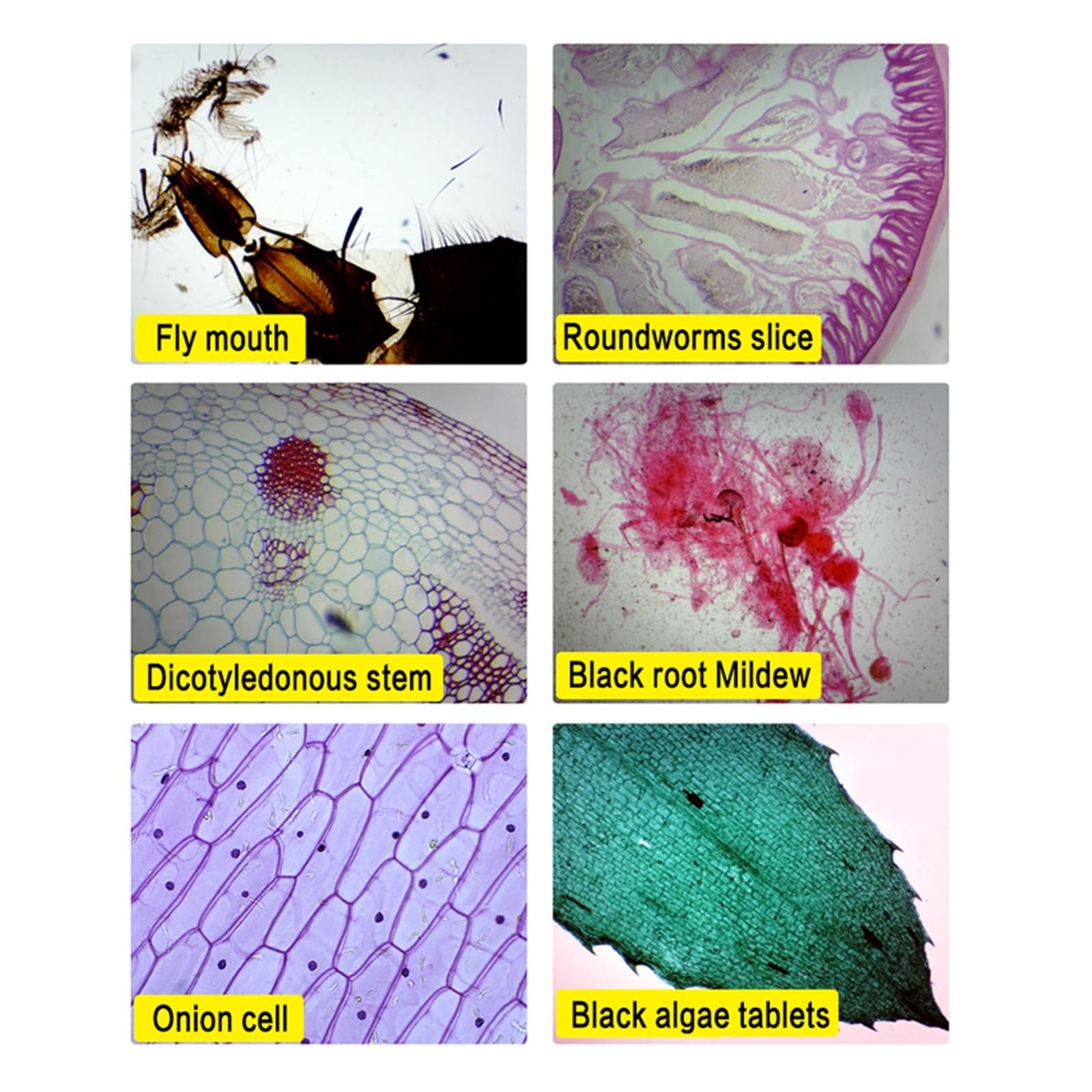 Microscopio Biológico HD Zoom 2000x + 13 Uds. De Accesorios + Ocular Electrónico Monocular Laboratorio De Estudiantes Educación LED USB,Enfoque Fino(Package 1)