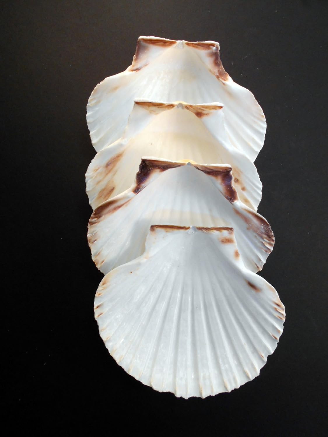 Set of 50 Large White Baking Scallop (3.5-4 Inch) Restaurant Quality Real Seashells Beach Wedding Coastal Crafts and Decor