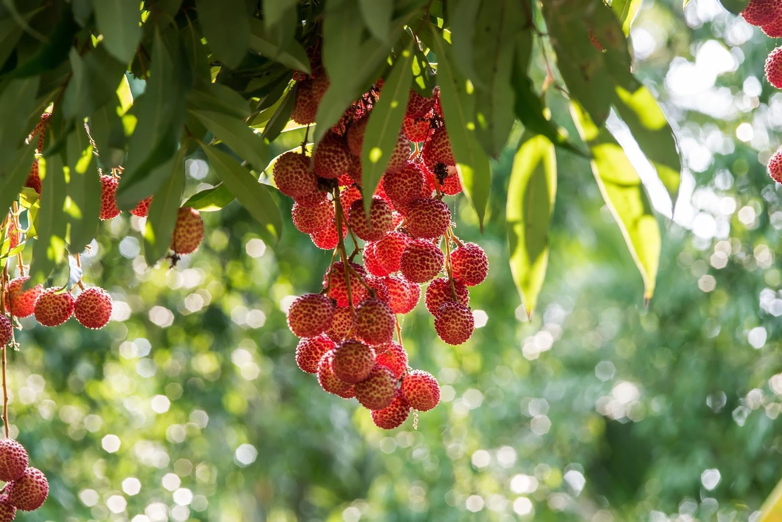 Caramanfruit Litschi-Frucht-Püree - 4x 1kg - angenehm süße exotische Lychee, frei von Farb- und Konservierungsstoffen, zur Herstellung von Sorbet, Eis, Smoothie, Kuchen, Litschi-Säften, Cocktails