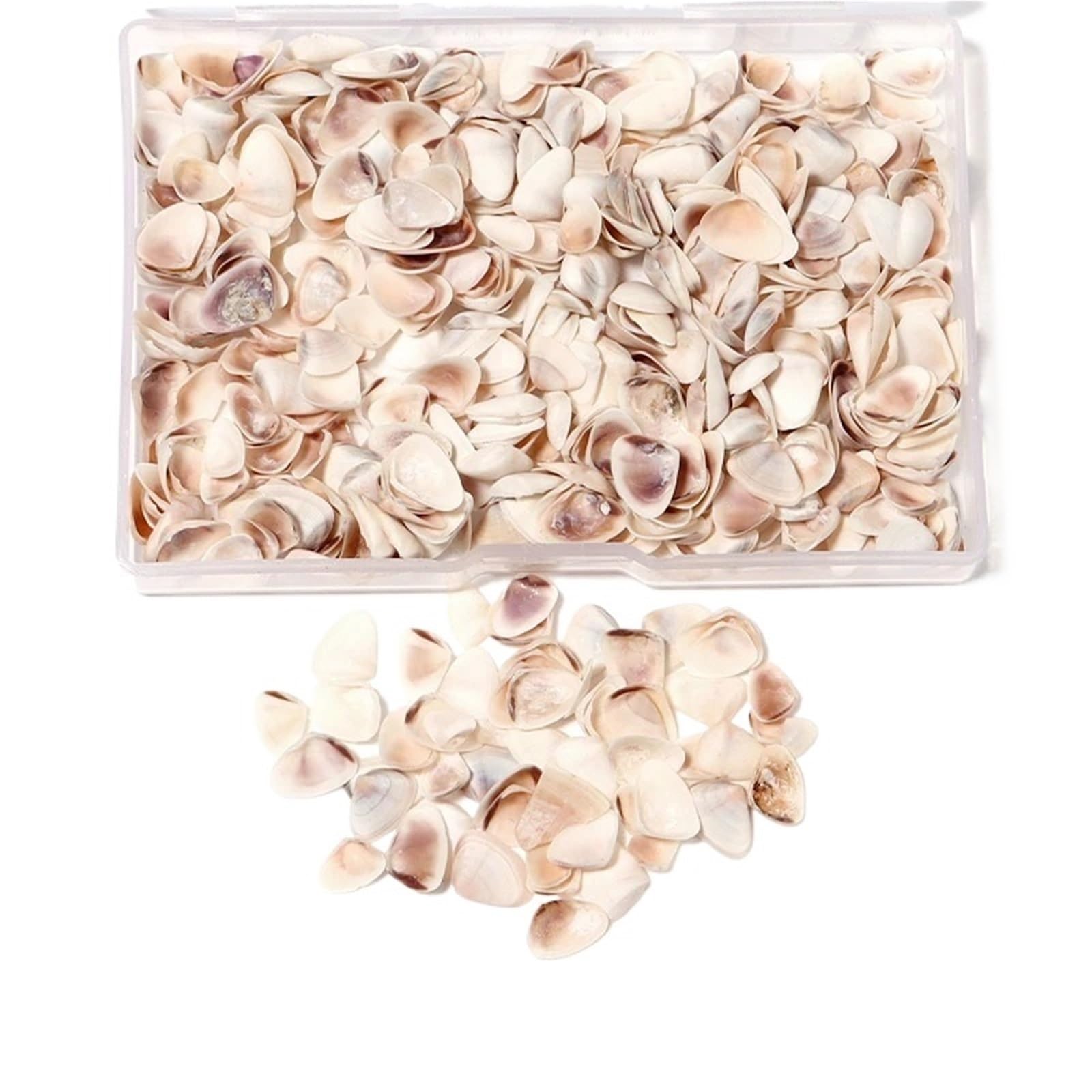 Sea Shells Thread Shell Tiny Ocean Seashells Crafts Aquarium Decoration Landscaping Photography Props(8x10mm)