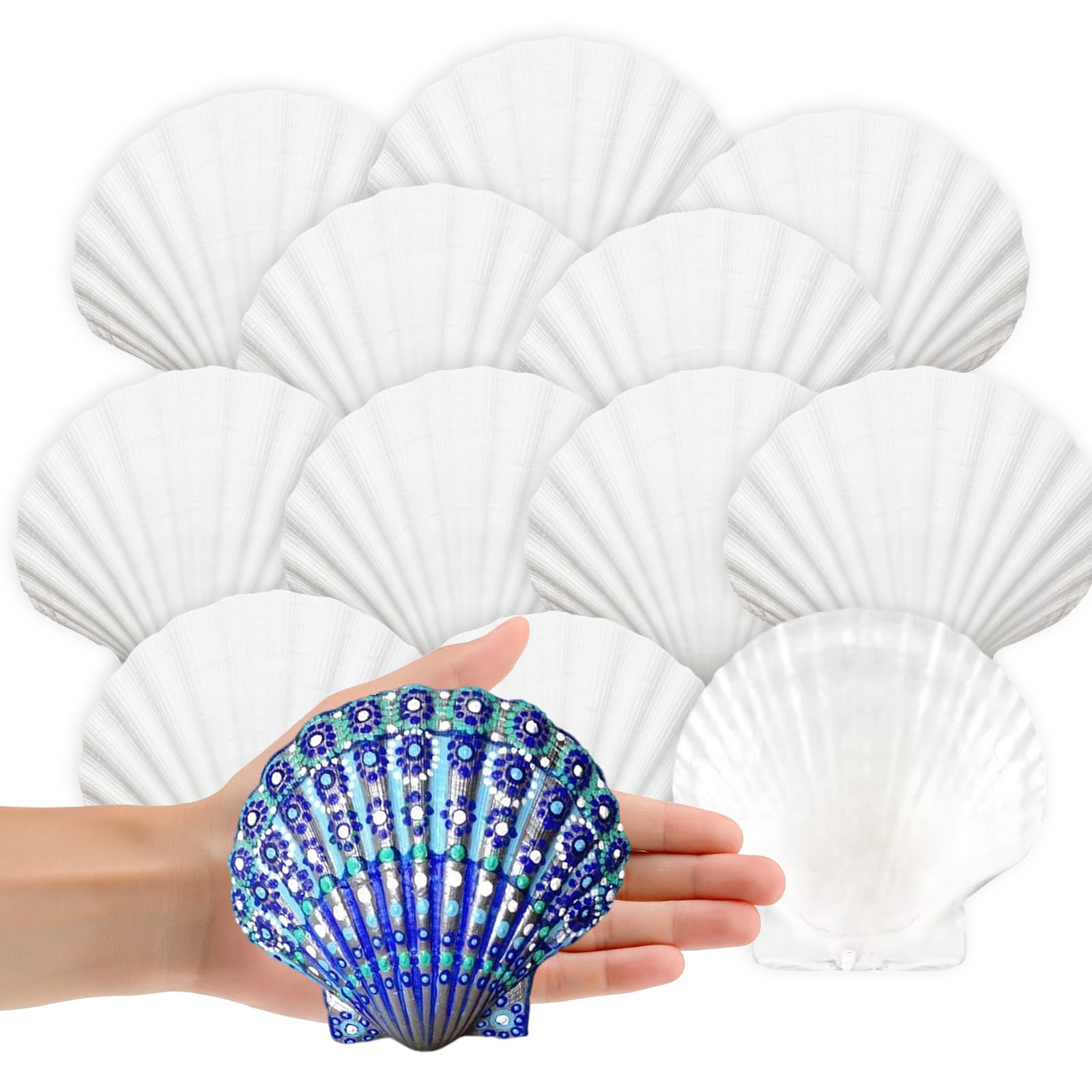 TAGMEIU 20 Pcs Natural White Scallop Shells - Large 5-7cm Seashells for Crafts, Wedding Decor & Beach Theme Party | Bulk Oyster Shells for DIY Painting, Vase Filler, Fish Tank Decorations
