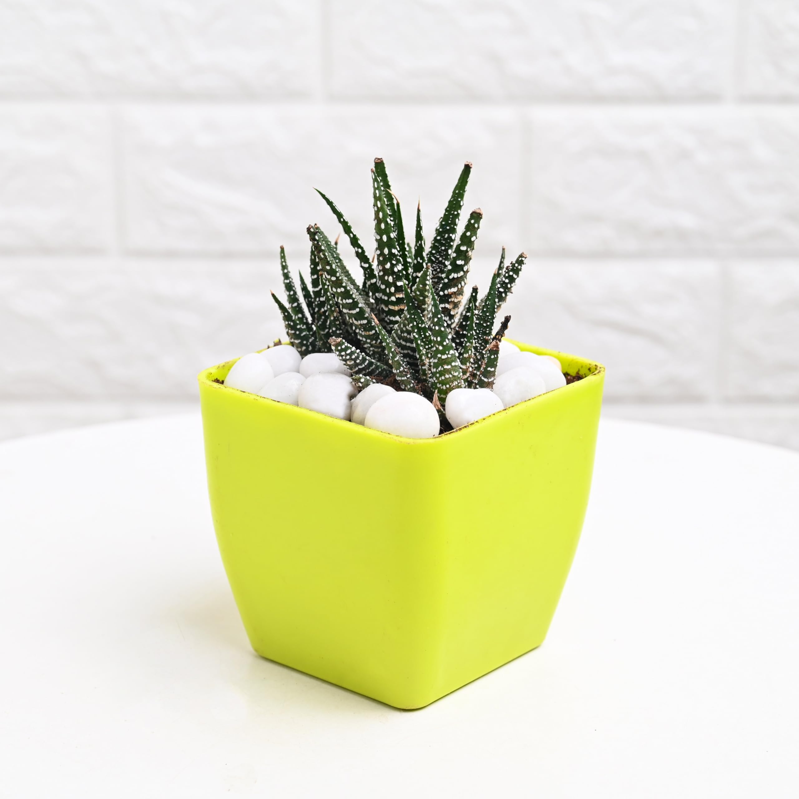 FlowerAura Air Purify Live Indoor Jade Plant & Haworthia Plant in Plastic Pot with 2 Manure Packets for Living Room, Balcony, Bedroom, Home/Office Decor, Birthday Gift, Diwali Gift 2