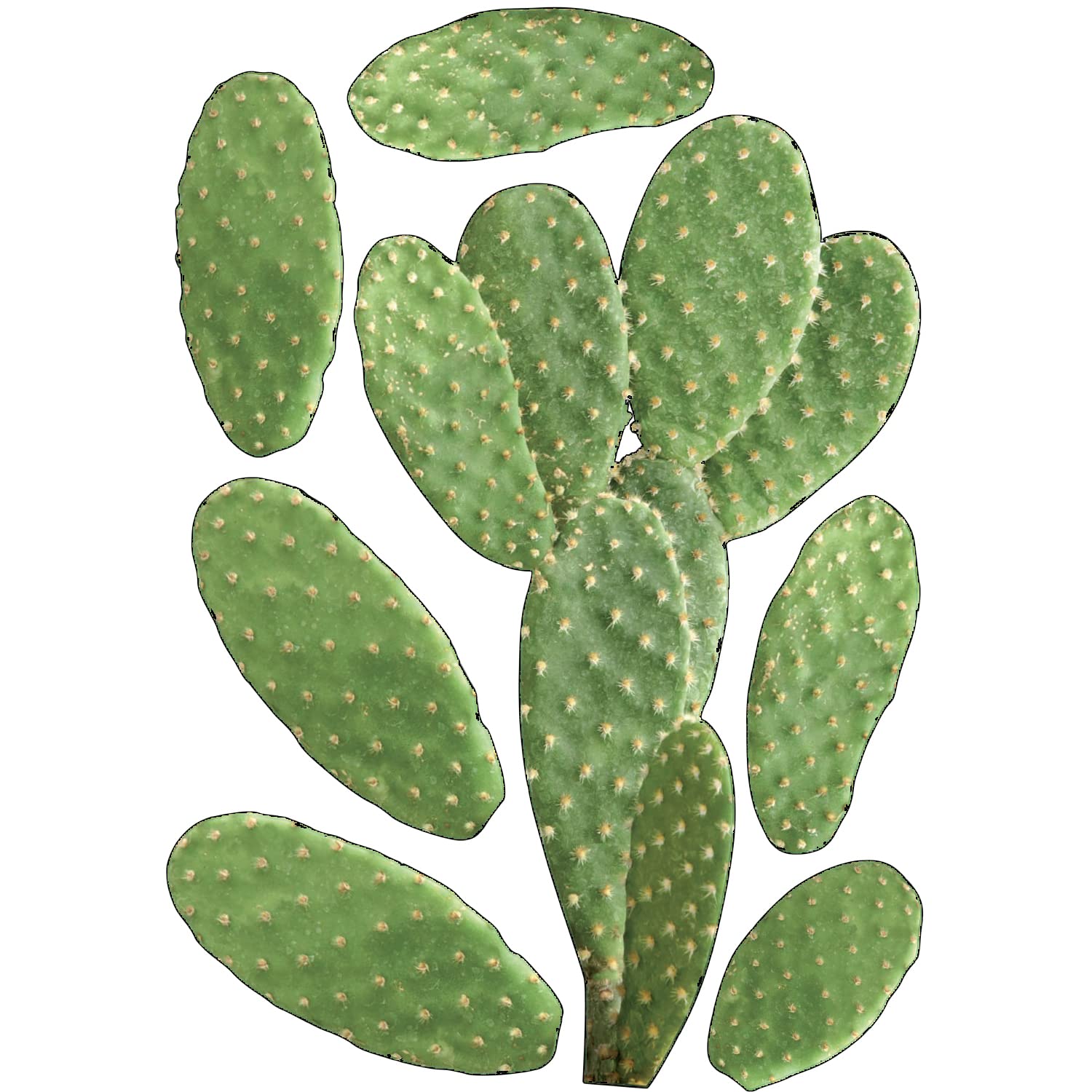 PLAGE 152783 48 x 68 cm Vinyl Wall Art Cactus, Multicolour, 68 x 0.1 x 18, Colorful, 68x0.1x47,7 cm