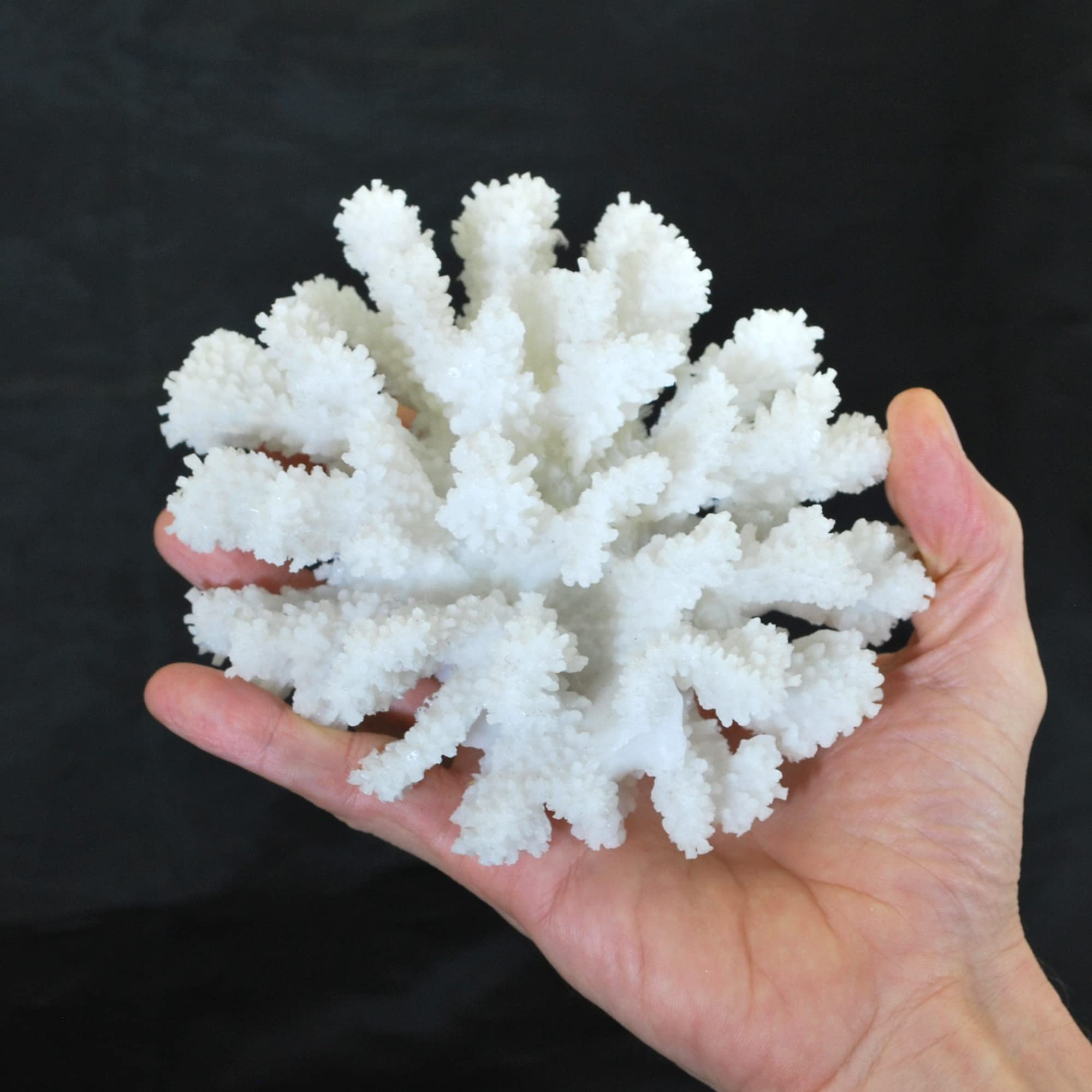 Steinkoralle,15 x16 x8 cm, SPS, Aquarium Meerwasser Korallen, Blumenkohl