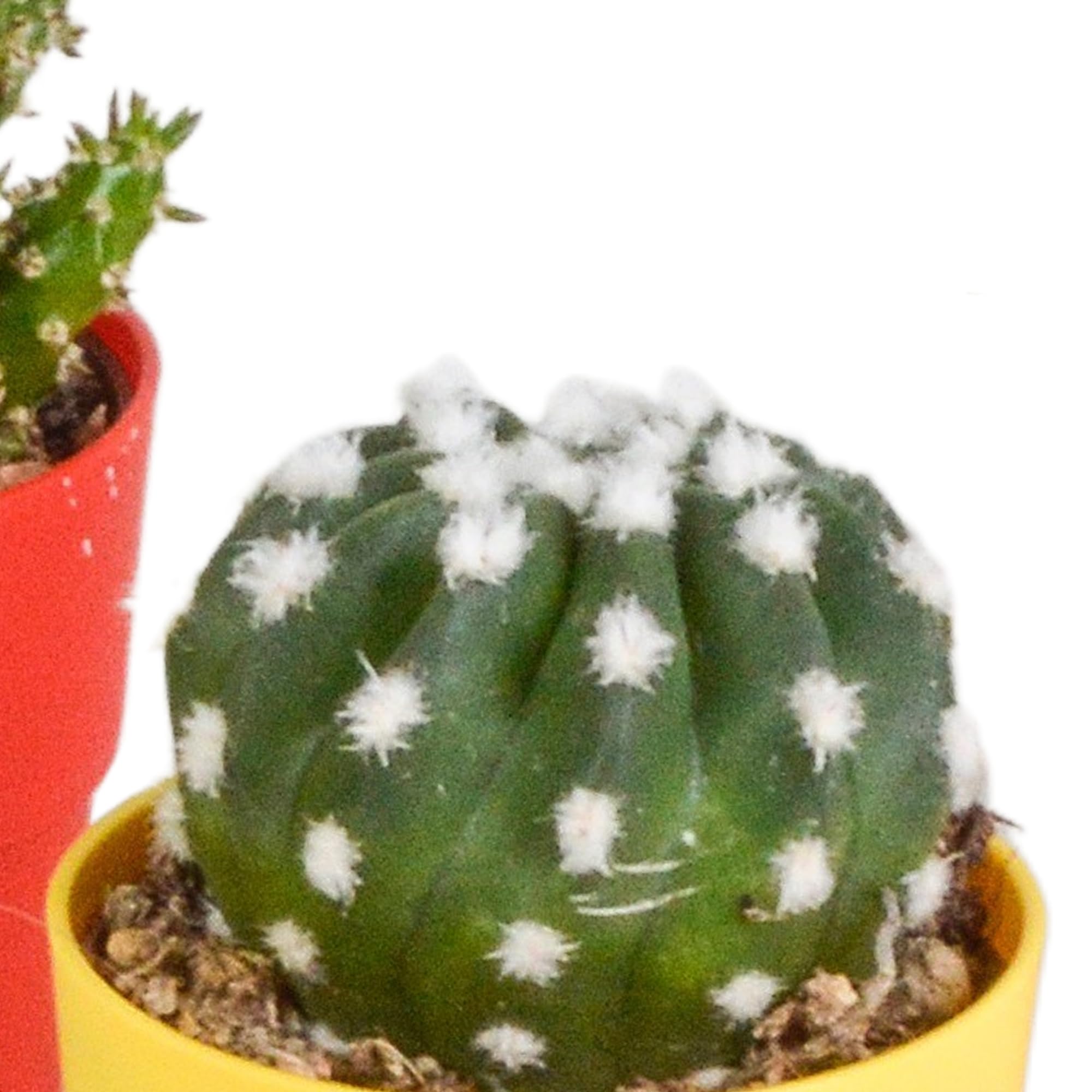 Mix di Cactus in Vaso di Plastica con Piedini, Set da 5 Pezzi, 5.5 cm