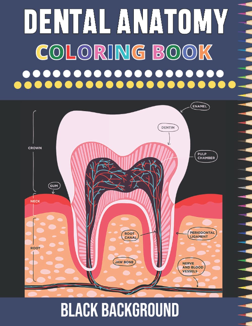 Buy Dental Anatomy Coloring Book Black Background Dental Anatomy and Tooth Anatomy Coloring