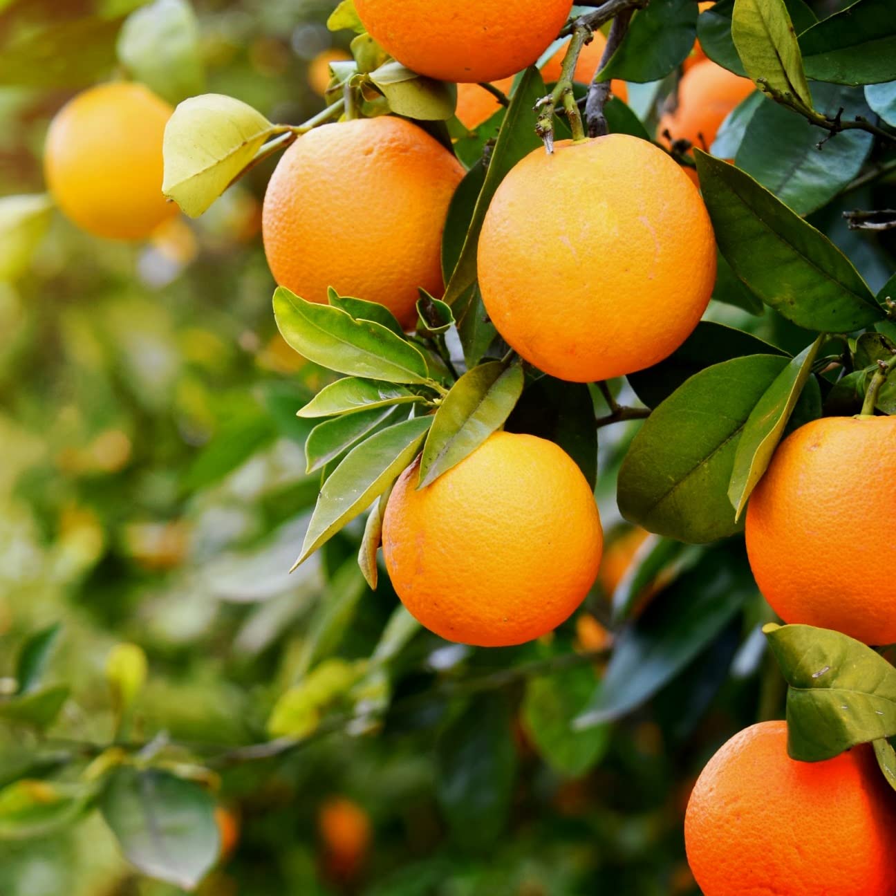Indiana Sweet Orange Malta Mosambi Eele Kamala Hanuu Moosambi Saatagaḍi Musambi Mausami Nagaranga Charukkaraikkolumiccai Charukkarainarattai Narimja Sermam Citrus aurantium Live Plant_Odiplantz