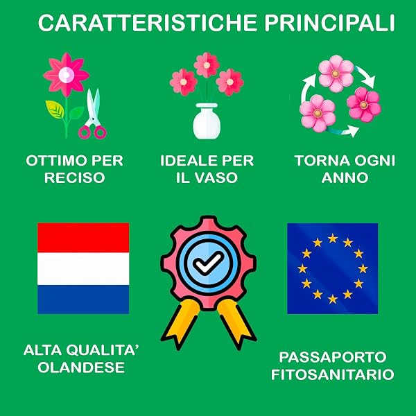 DALIA Bulbs | Bulbs From Top Dutch Manufacturers | Exclusive Selection and Quality Control | Blooming Guaranteed from the First Year (Bouquet BRIGHT SUMMER of 4 Dahlias) - 4