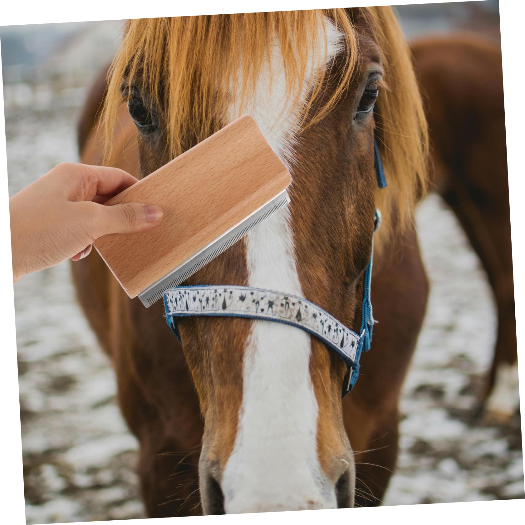 BESPORTBLE 5 Uds Peine Para Eliminar El Pelo De Mascotas Cepillo Para Derramar Pelo De Caballo Peine Para Ganado Herramienta De Aseo Para Caballos Peine De Curry Para Caballos Cepillo