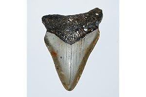 Megalodon Tooth Fossil - A Prehistoric Giant's Legacy