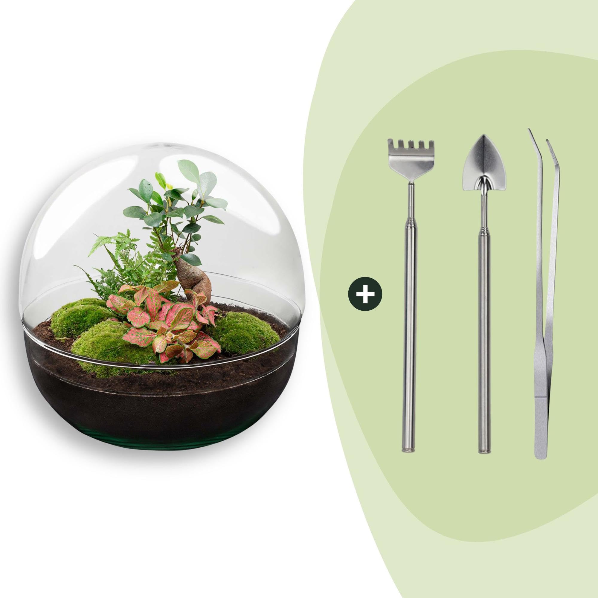 Terrario DIY de Cristal, Decoración de Interior, Verde, Kit Bonsái 30 cm