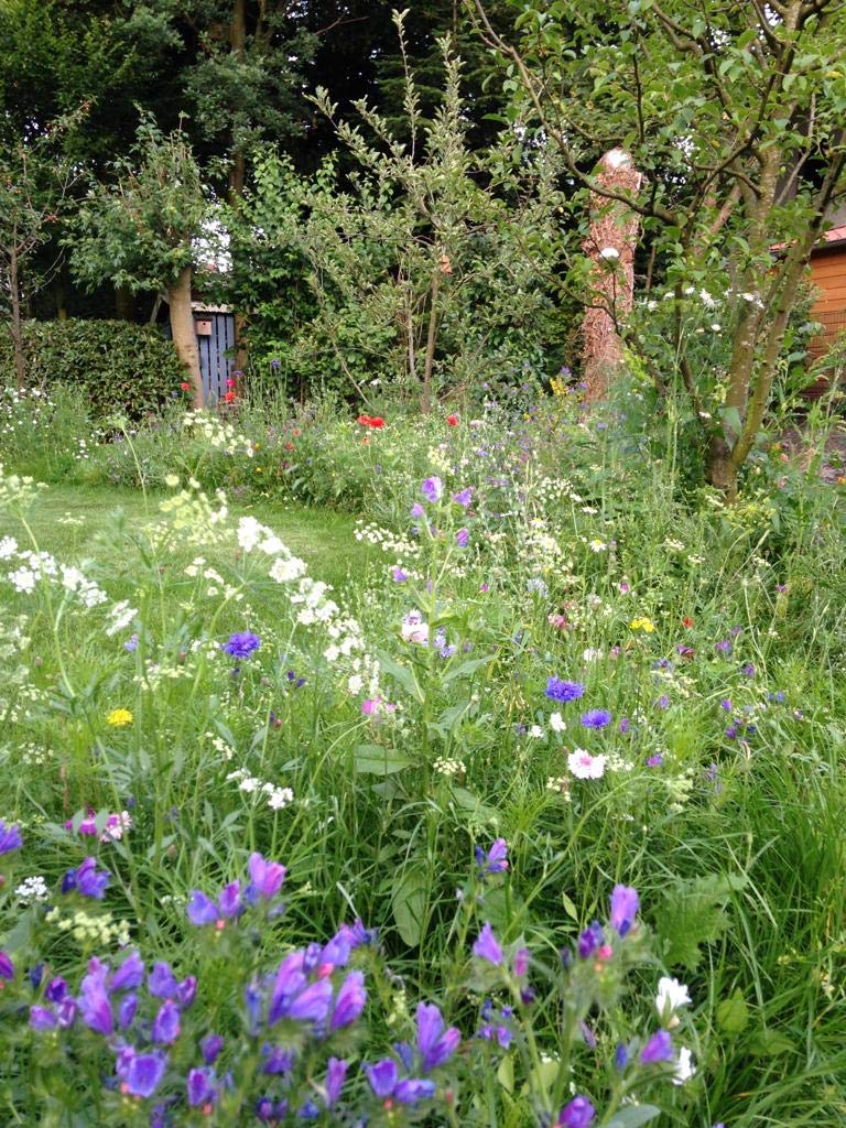 Blumensamen Bienenfreude Wildblumenmischung Saatgut Insekten Bienen bunte Seedbombs Samen 100-500 m² zur Auswahl ein- und mehrjährig (für 500 qm)