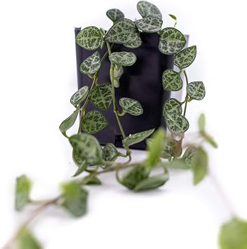 Ceropegia woodii 'String of Hearts'
