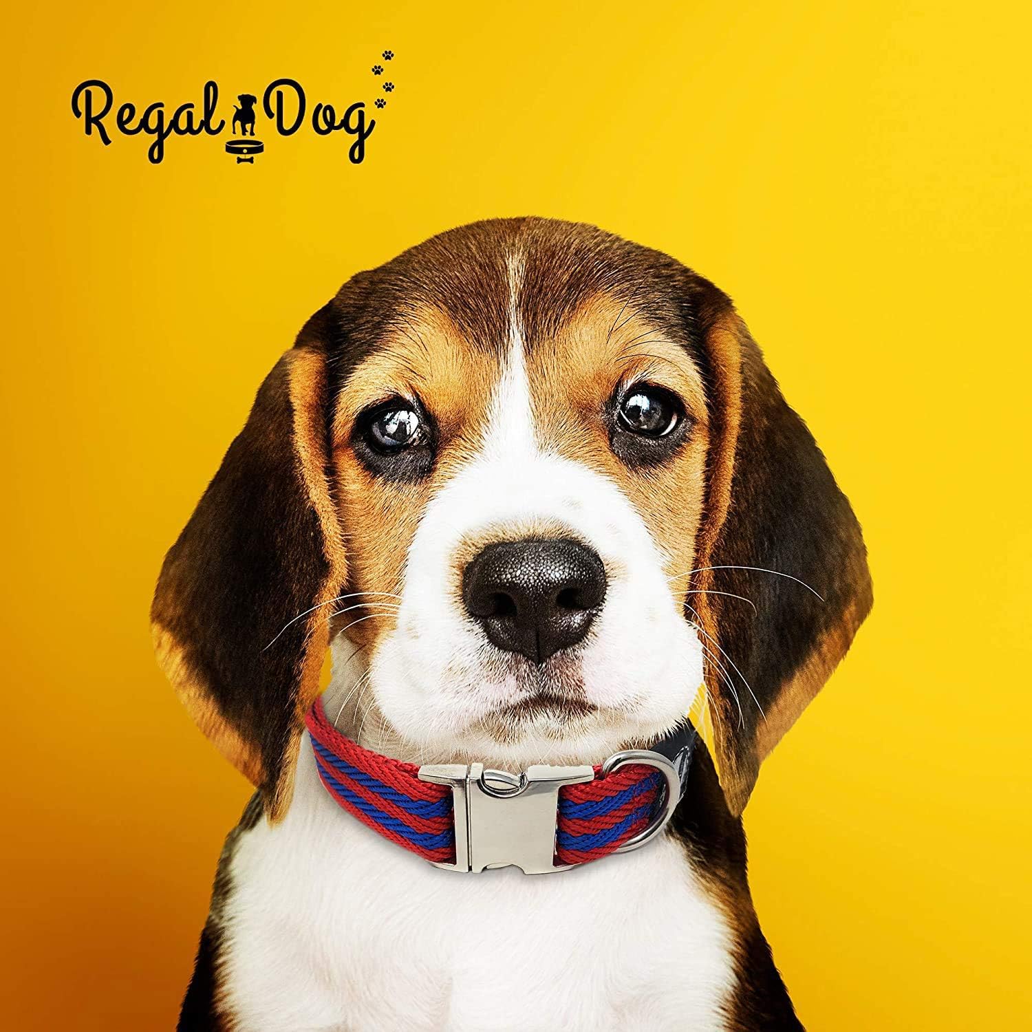Wasserdichtes Hundehalsband Von Regal Dog – Verstellbar 13-23 Zoll, Orange, Mit D-Ring, Für Kleine Bis Große Hunde