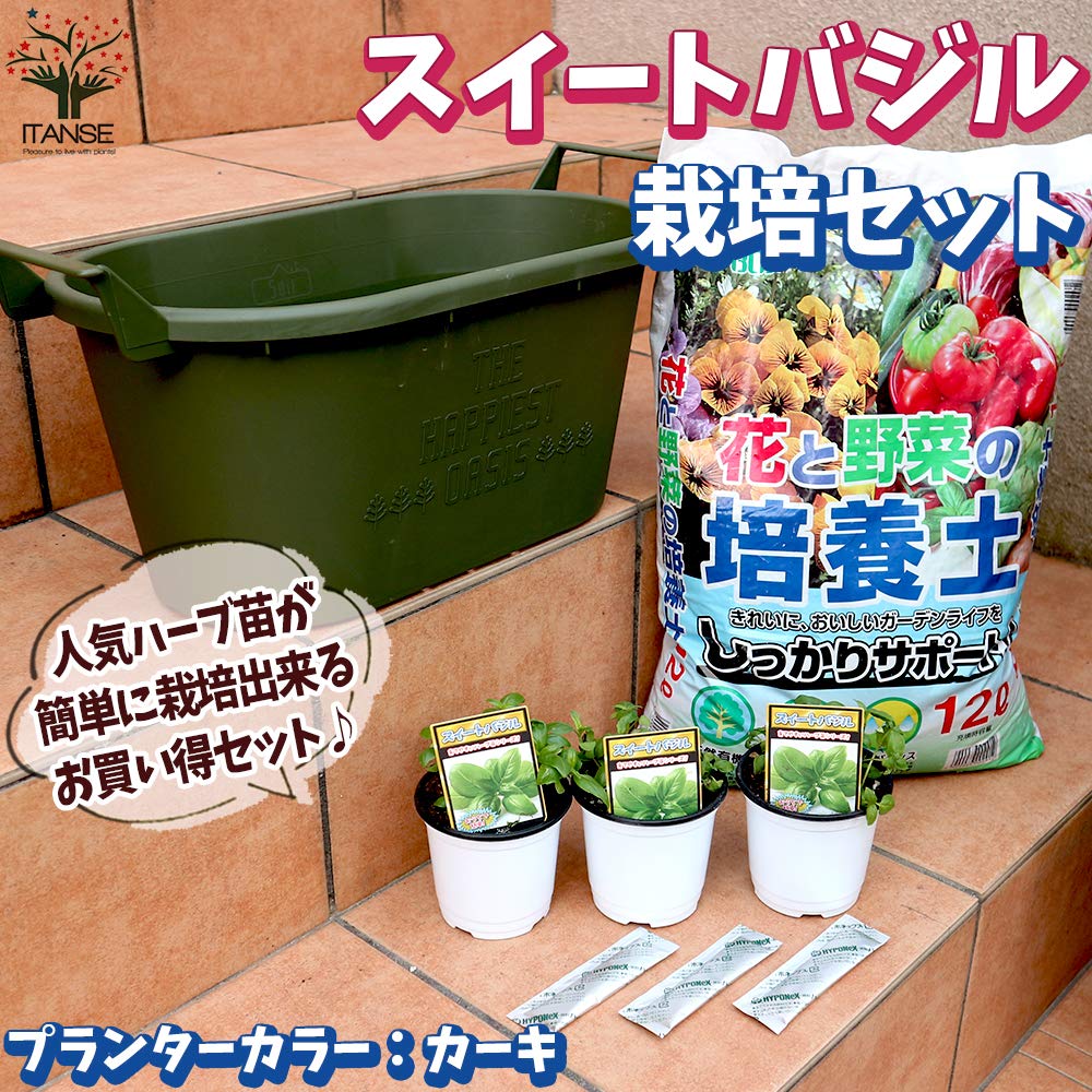 スイートバジル様専用】高さ100㎝前後❗️化粧鉢（白）レモンティー