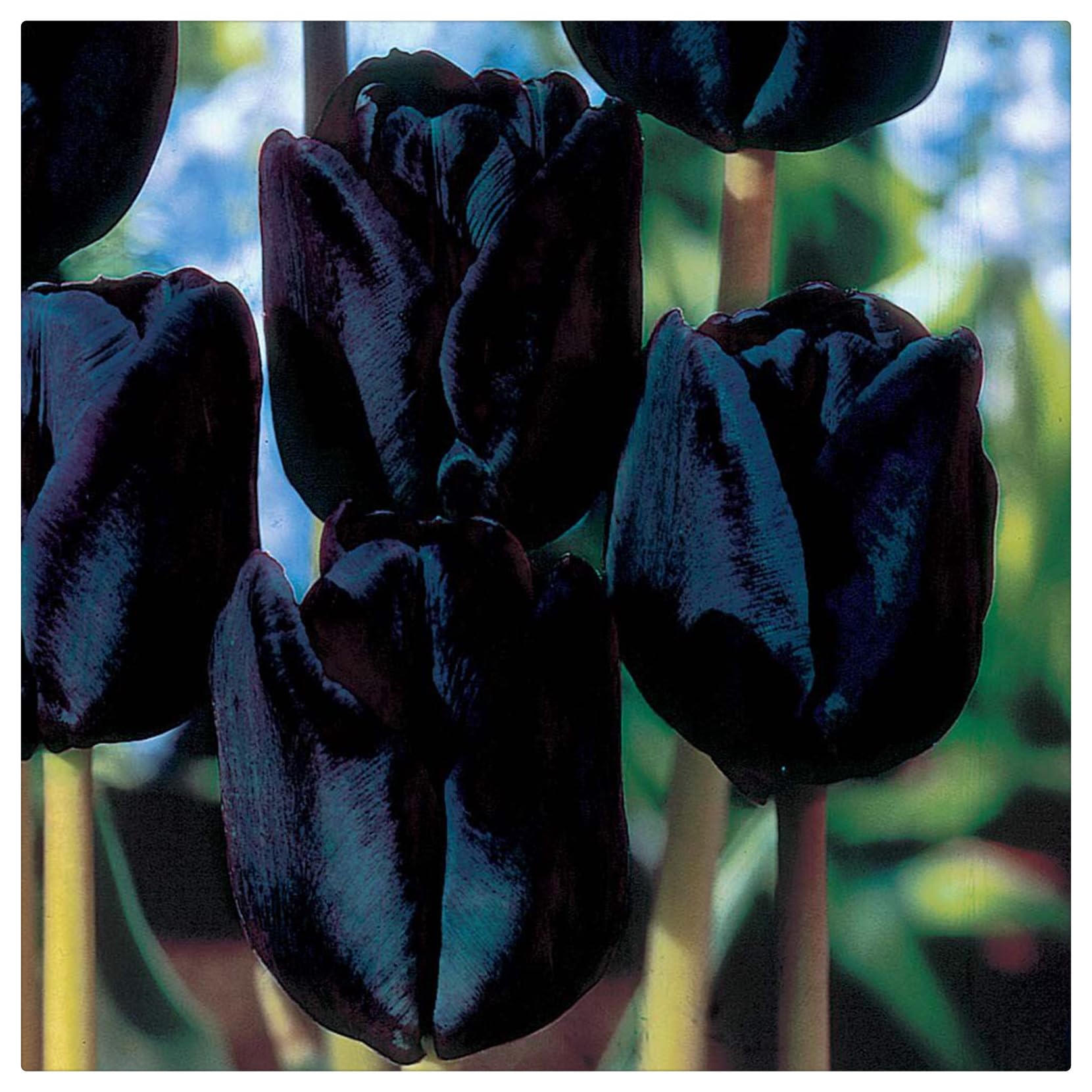 Tulipano Bulbi Intatti, Bulbi di Tulipani,Turgidi, Compatti, Tulipani bulboso,Sani, Robusti, Vigorosi-15 bulbi-C
